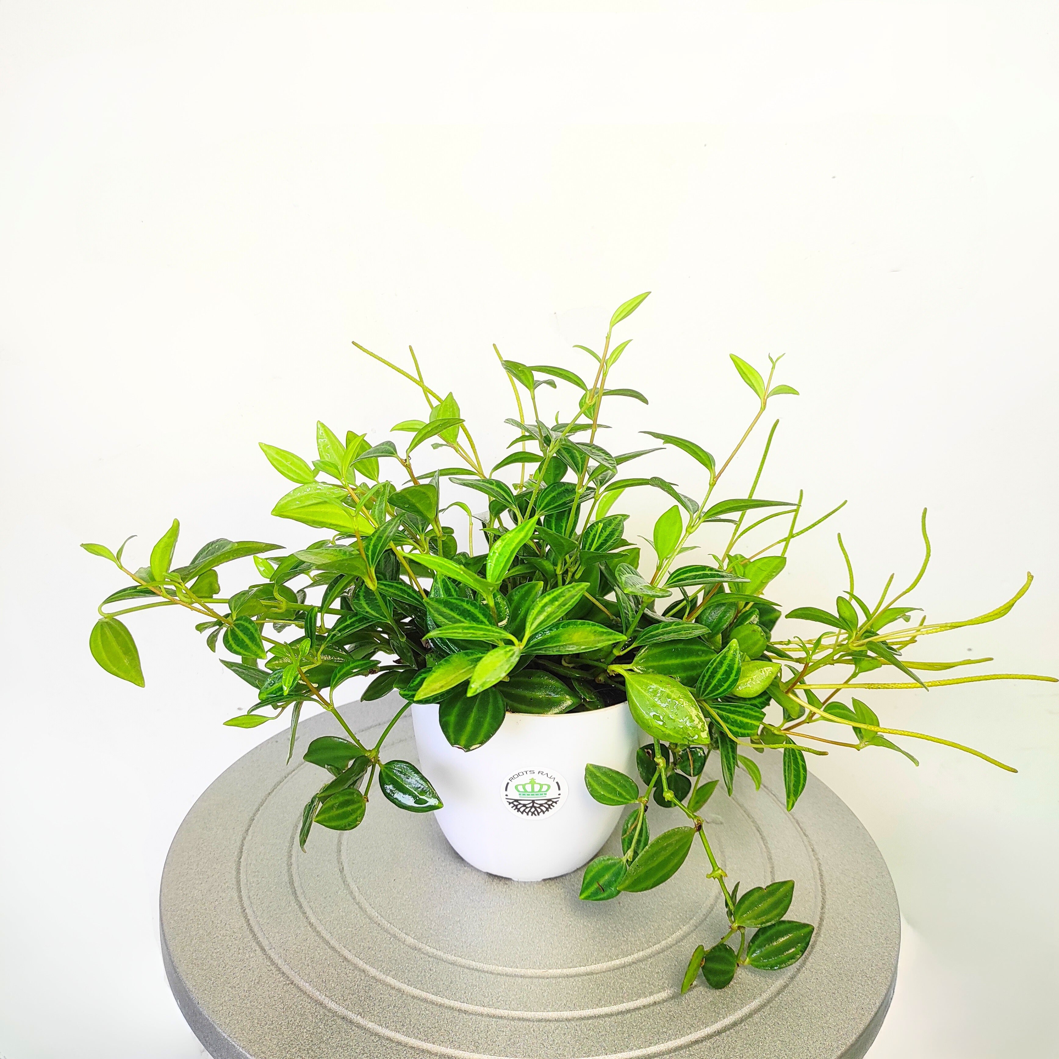 Pépéromia (Peperomia albovittata Rana Verde Pépéromia (Peperomia albovittata Rana Verde