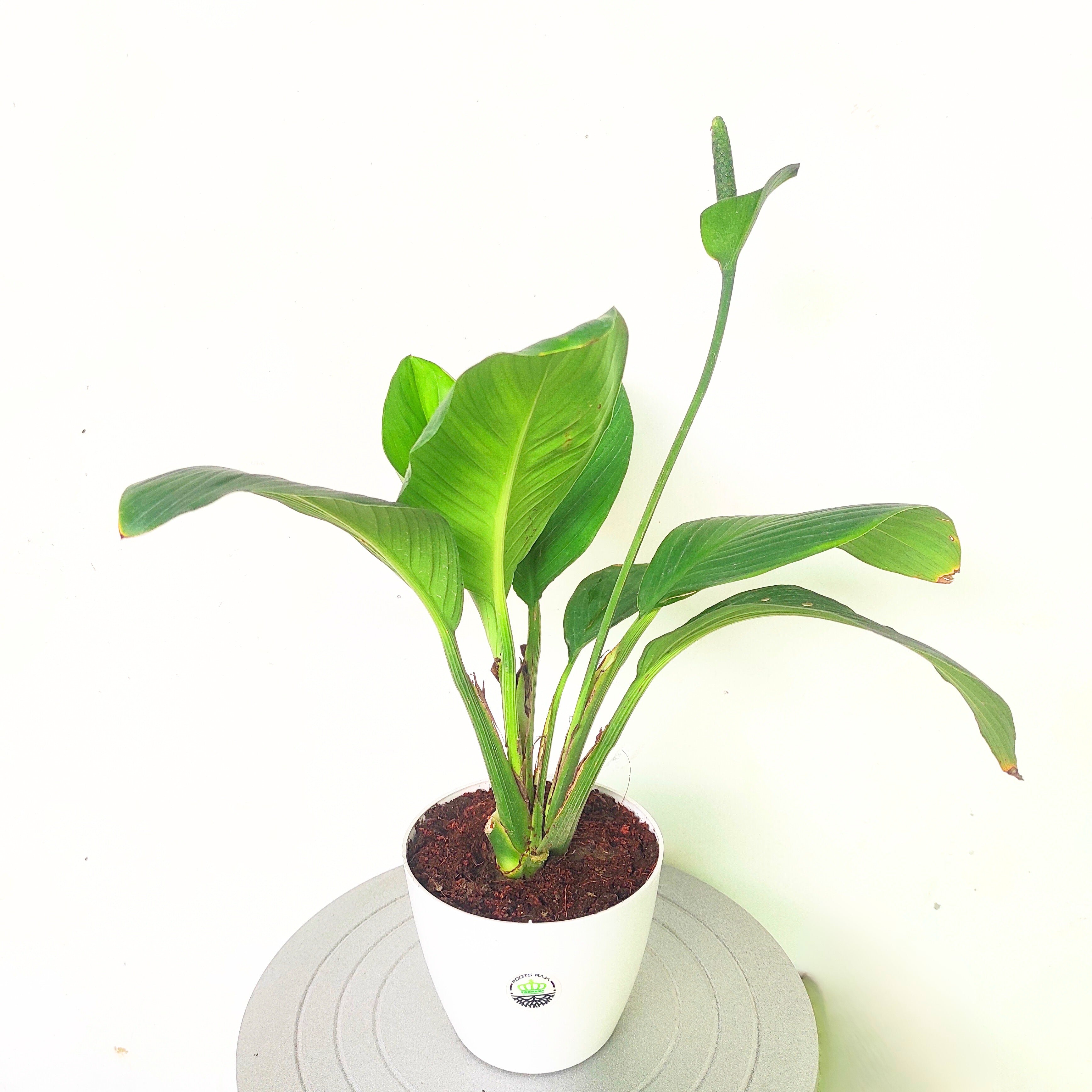peace lily india hyderabad Giant Peace Lily – rootsraja.in