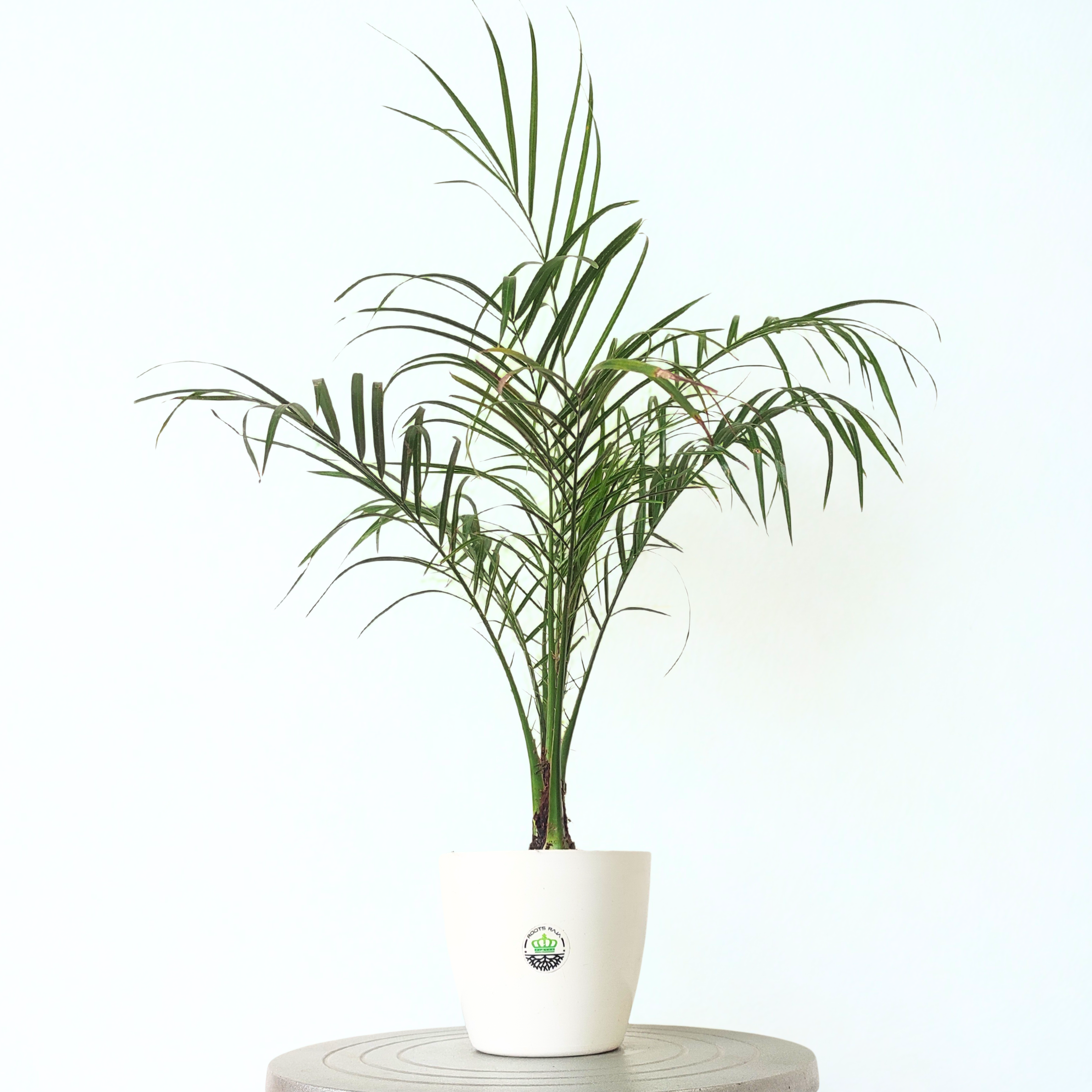 Phoenix Palm