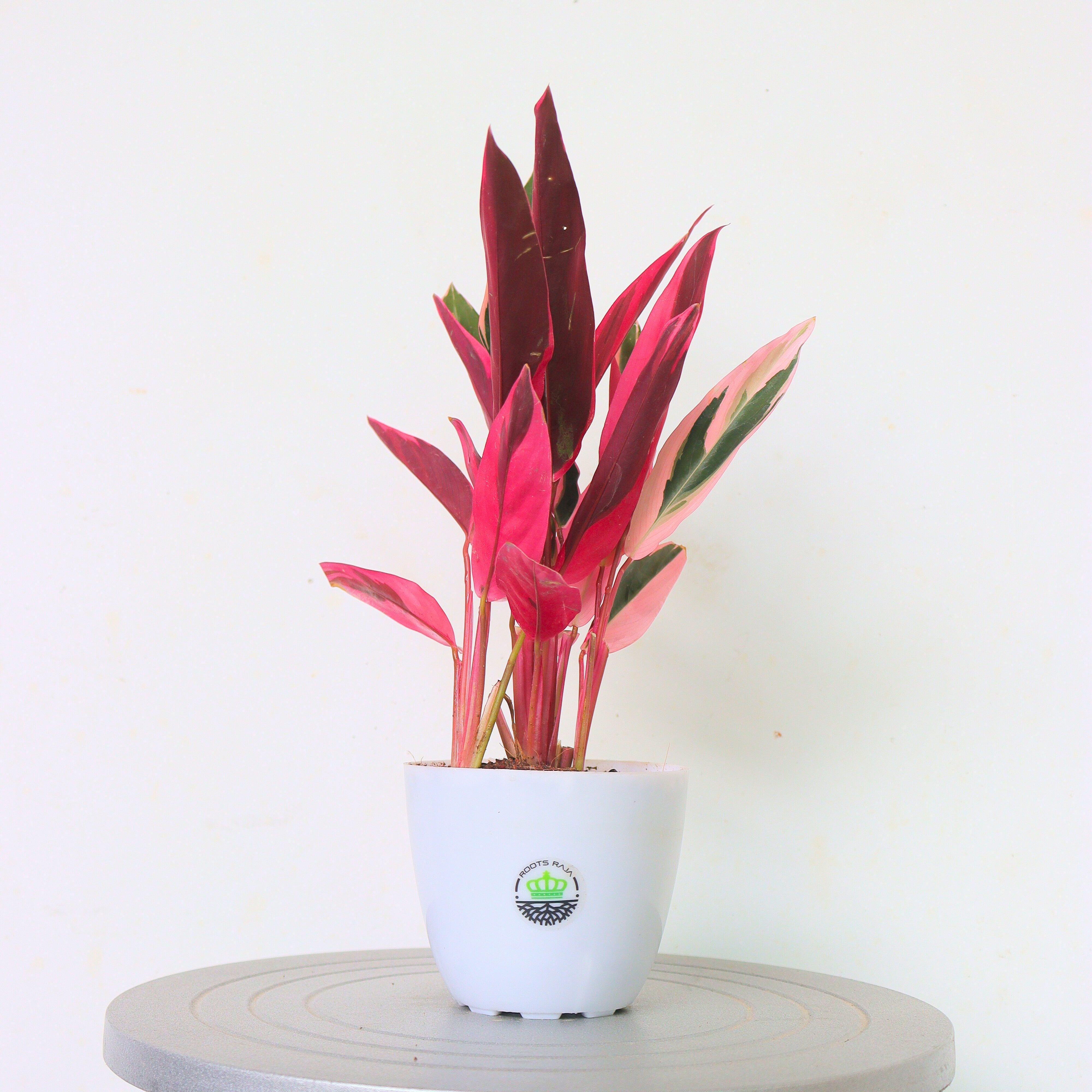 Stromanthe