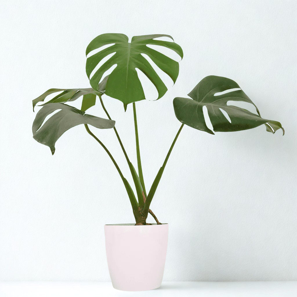 Monstera Borsigiana