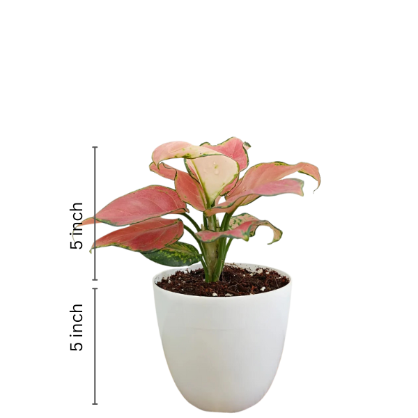 Aglaonema Red Diamond