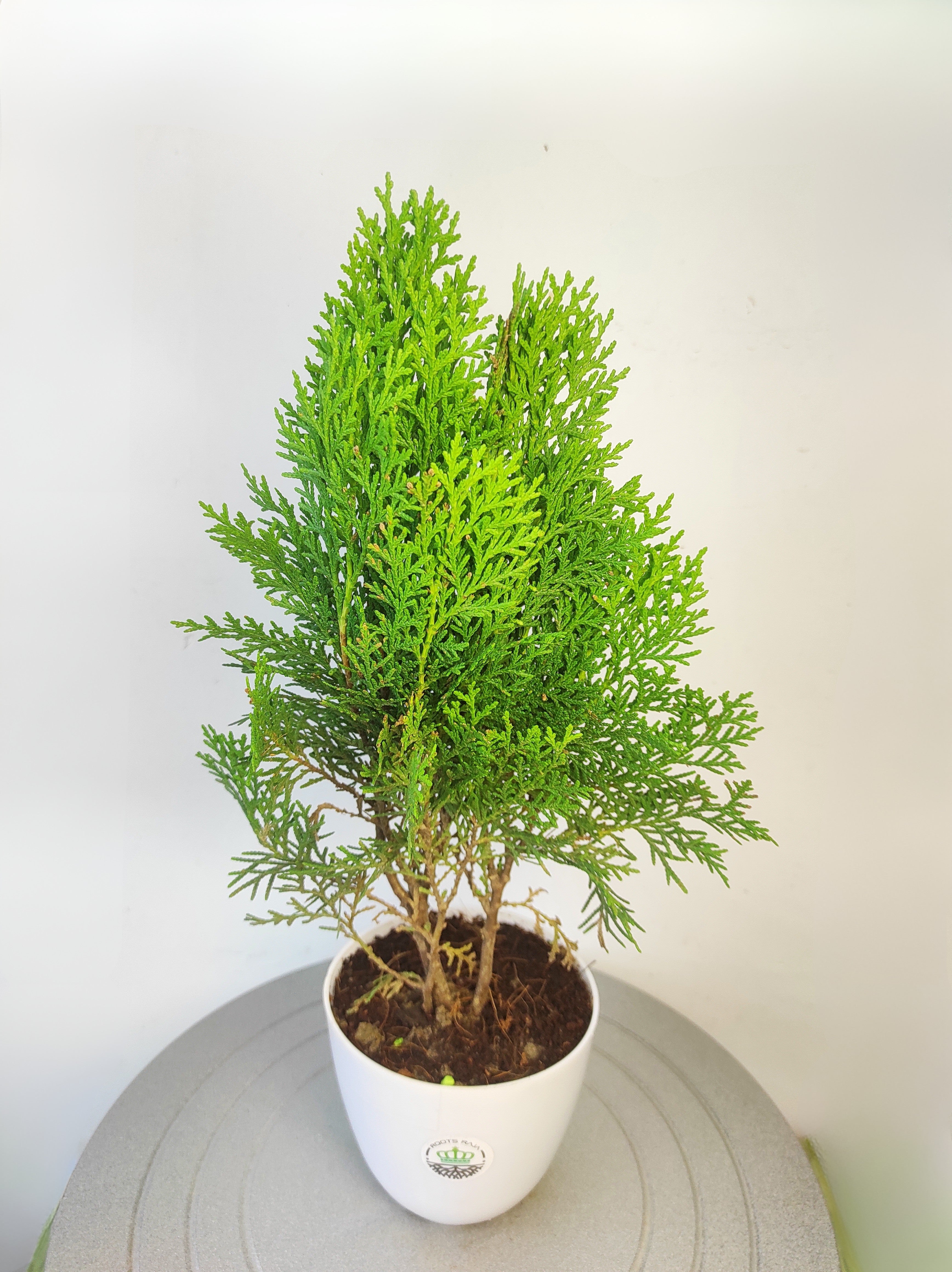 Thuja Plant