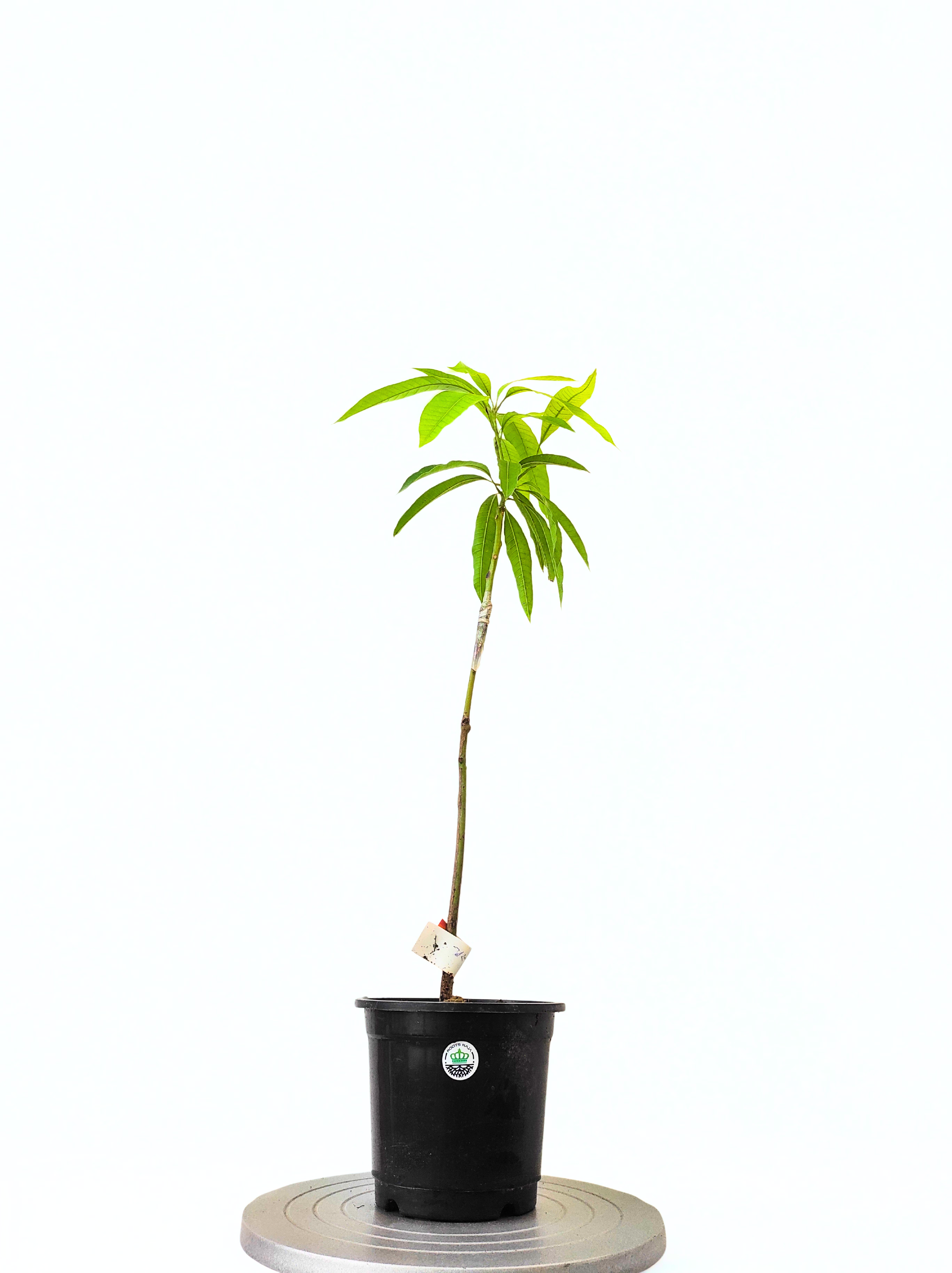 Grafted Arunika Mango