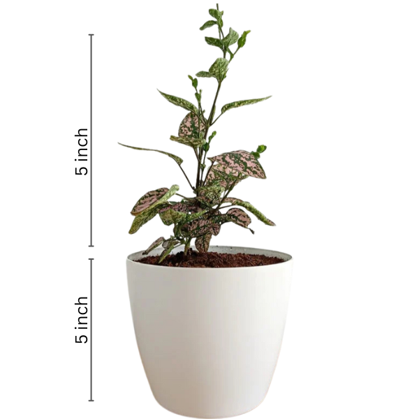 Polka Dot Plant (Hypoestes)