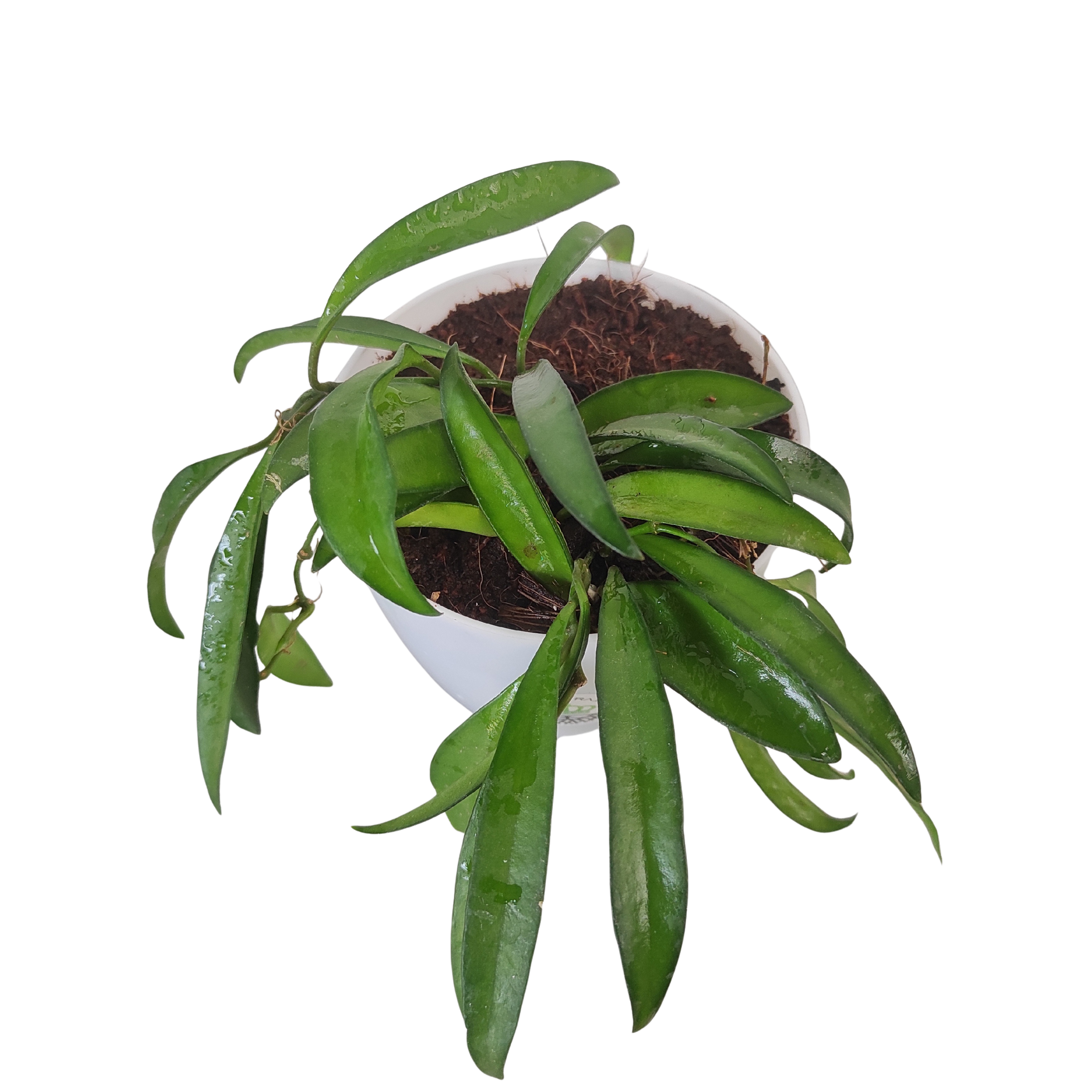 Hoya Kentiana Green