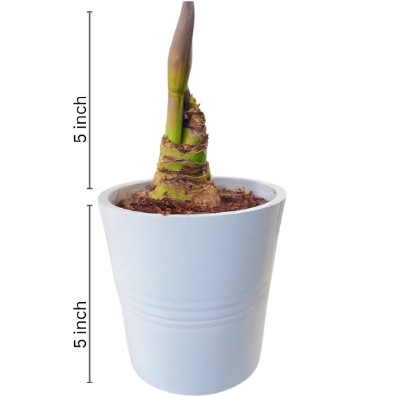 Amaryllis Bulb Minerva