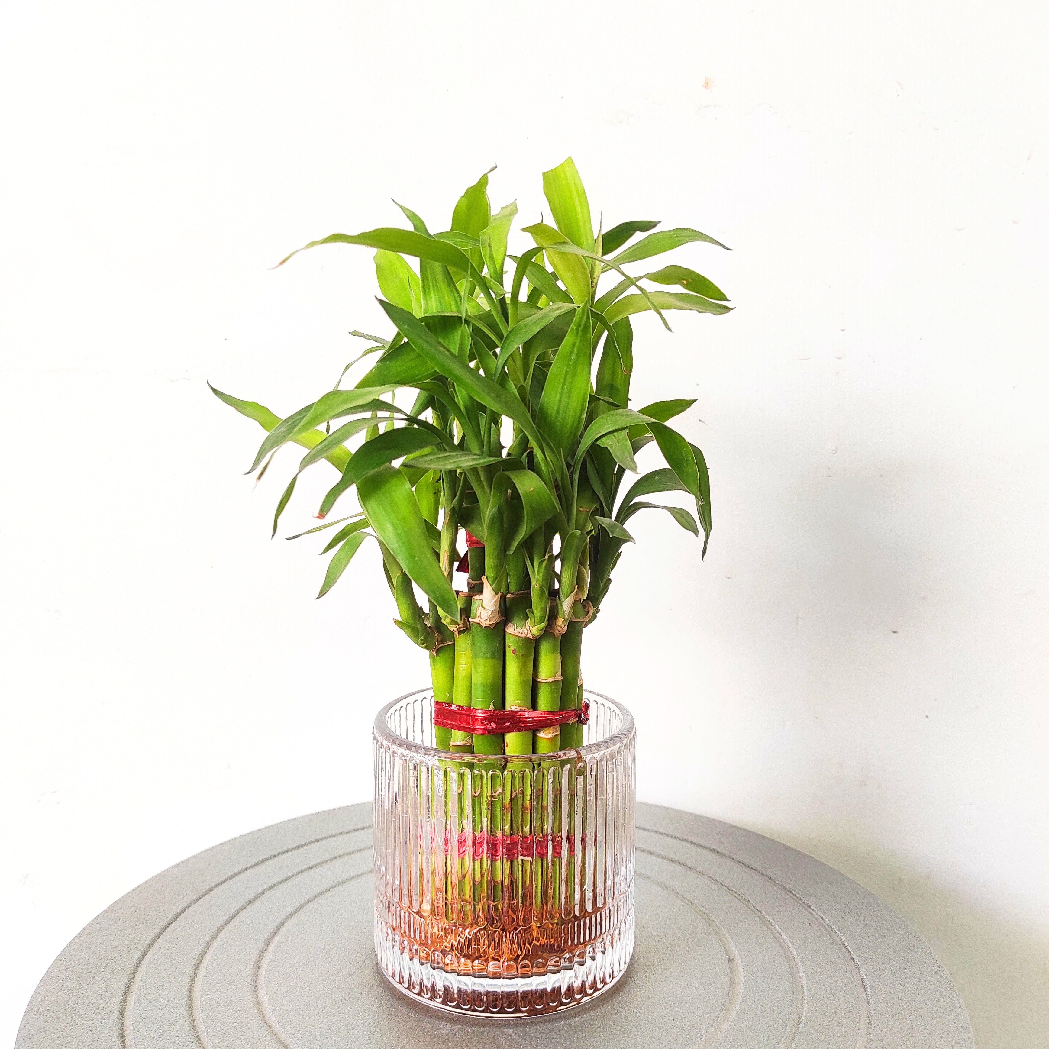 Lucky Bamboo