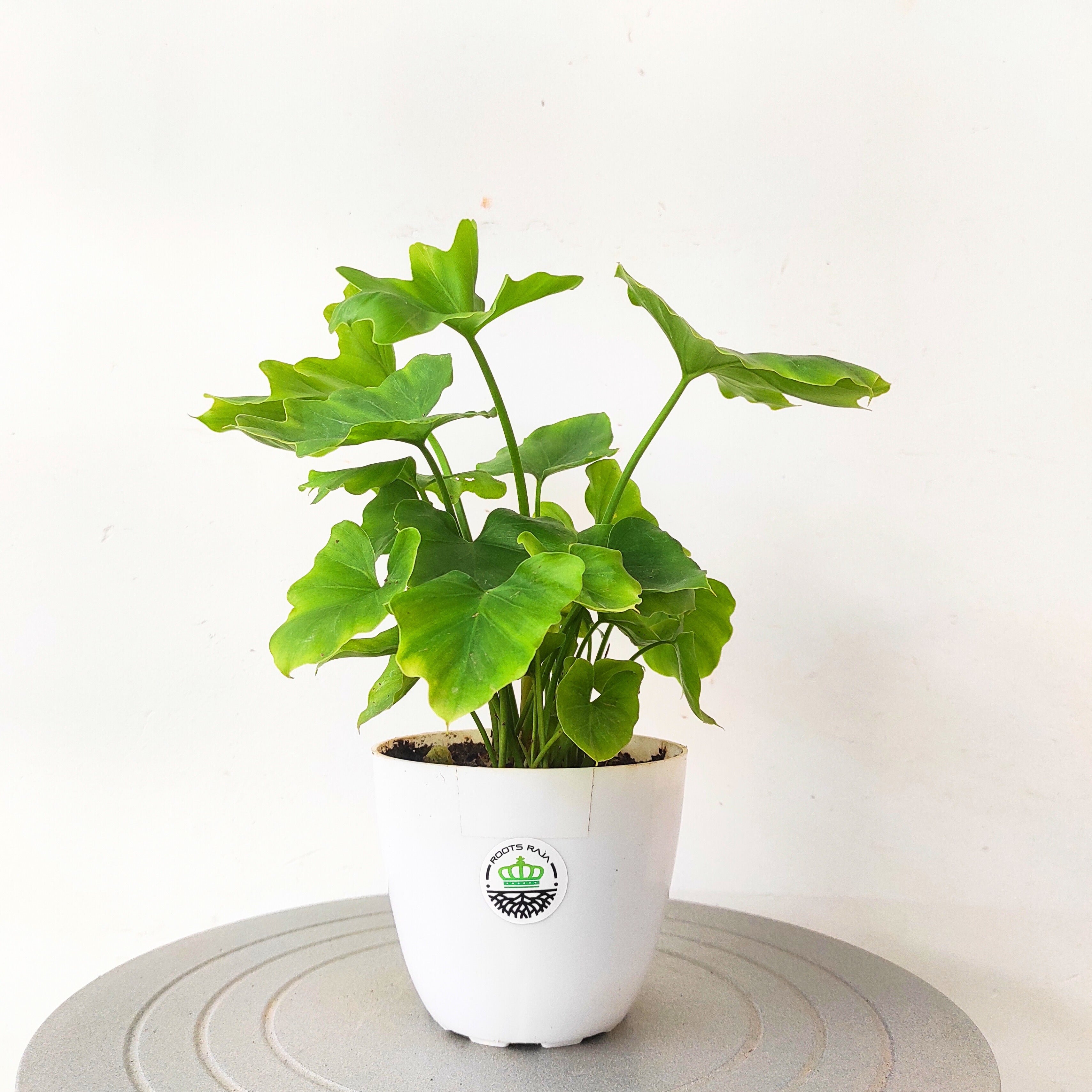 Philodendron bipinnatifidum