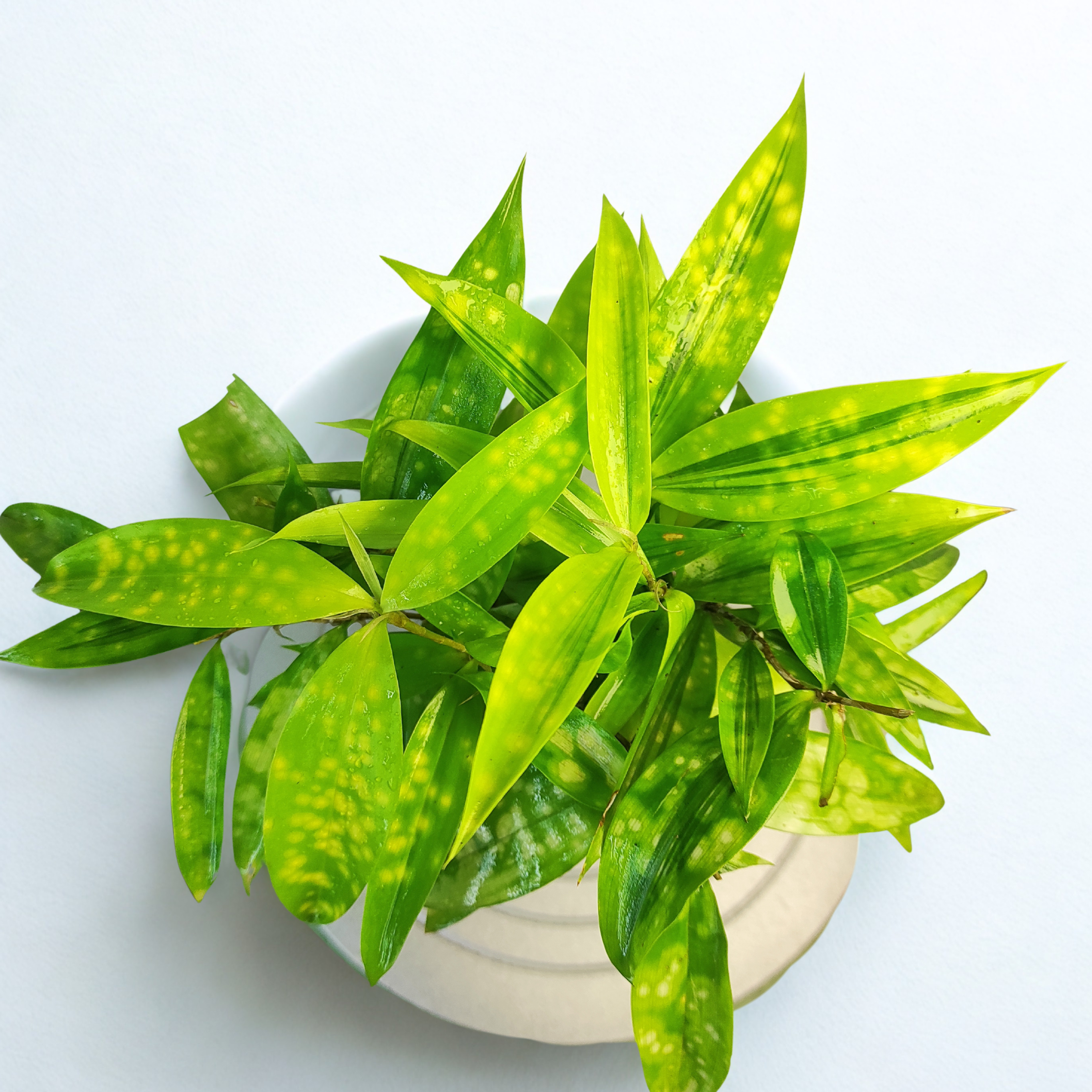 dracaena golden milky plant Dracaena Milky Way, Elegant Indoor Plant for Stylish Green Spaces – rootsraja.in
