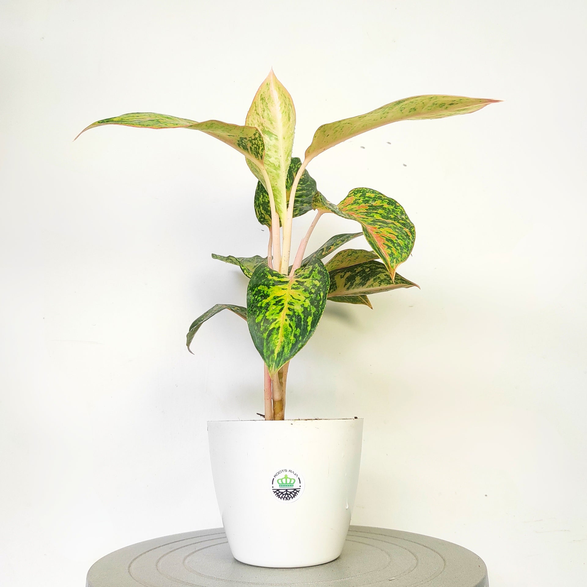 aglaonema fireworks Buy Aglaonema Firework Online – Best Indoor Plant for Home