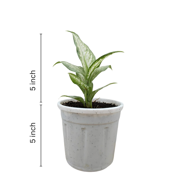 Aglaonema Angel