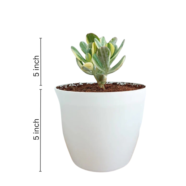 Variegated Jade
