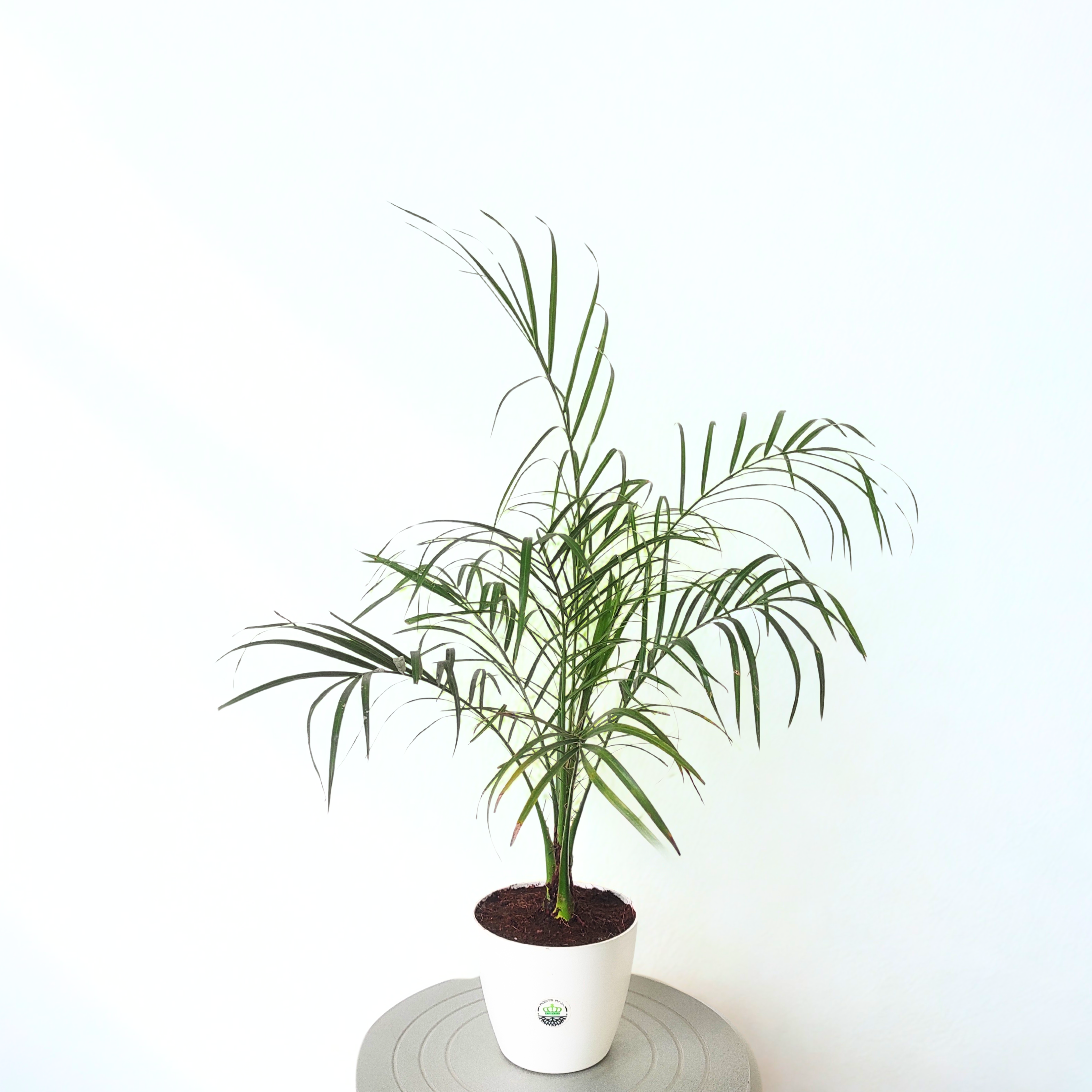 Phoenix Palm