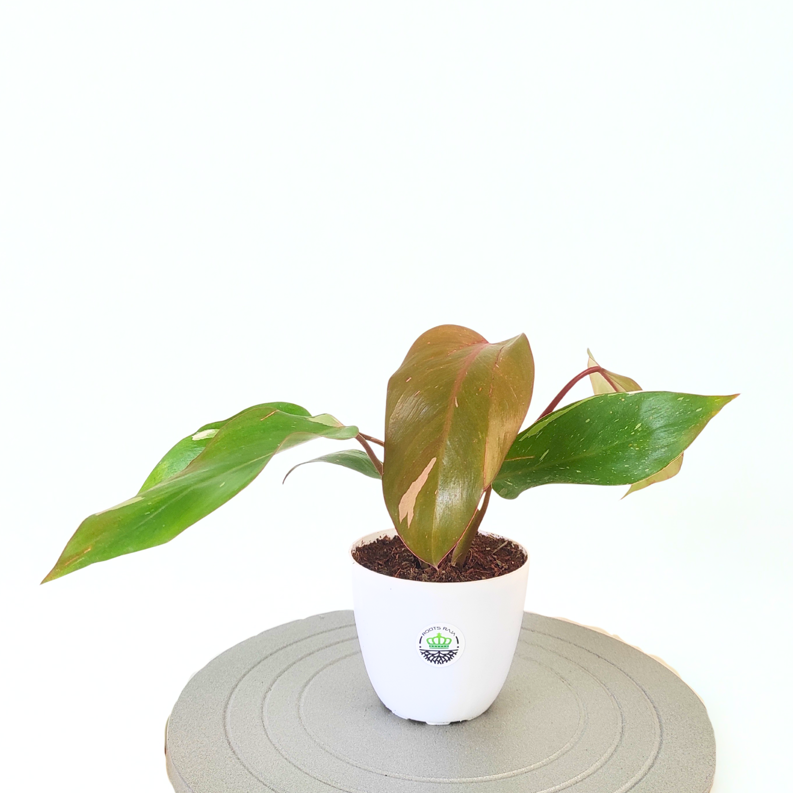 Philodendron Pink Princess