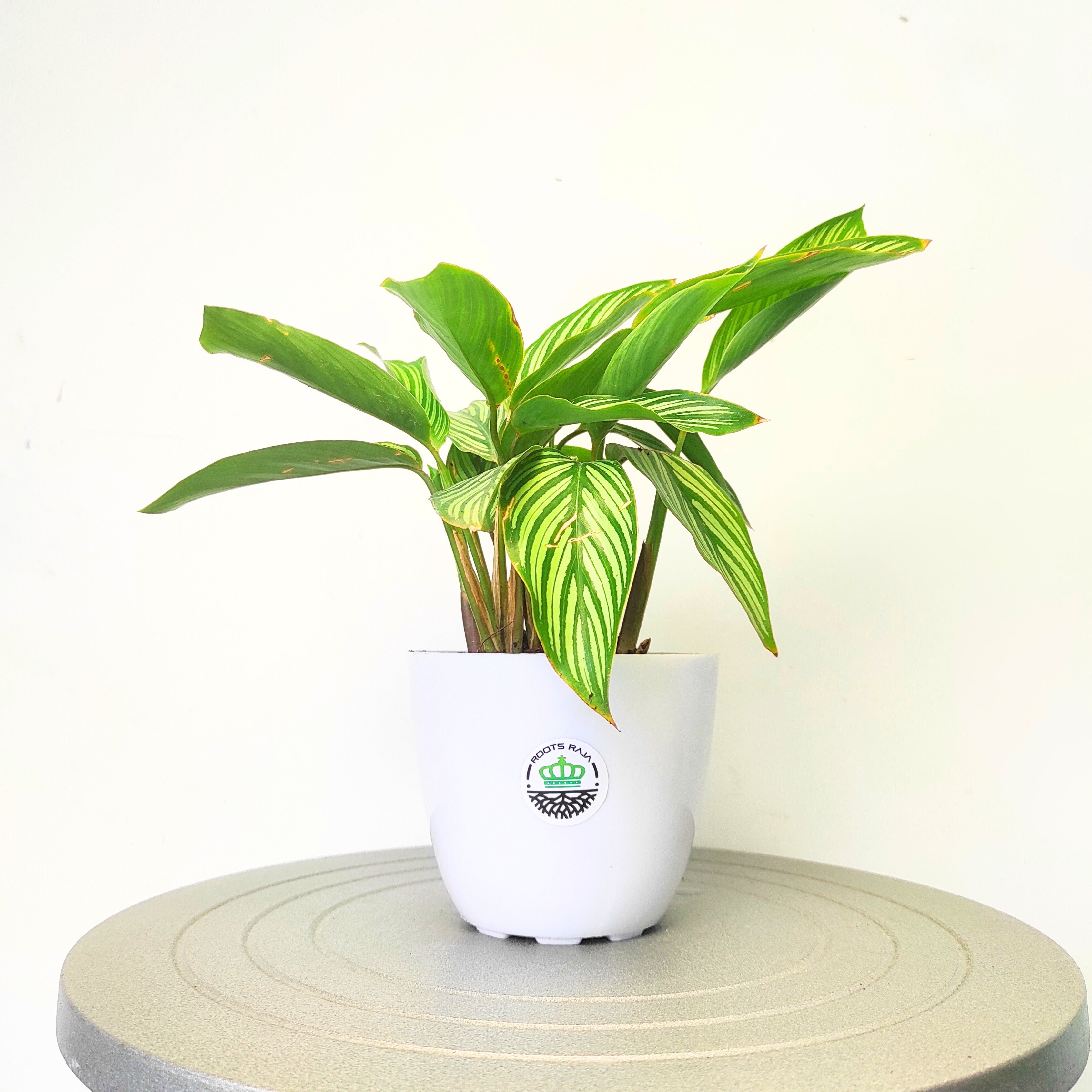 Calathea Vittata