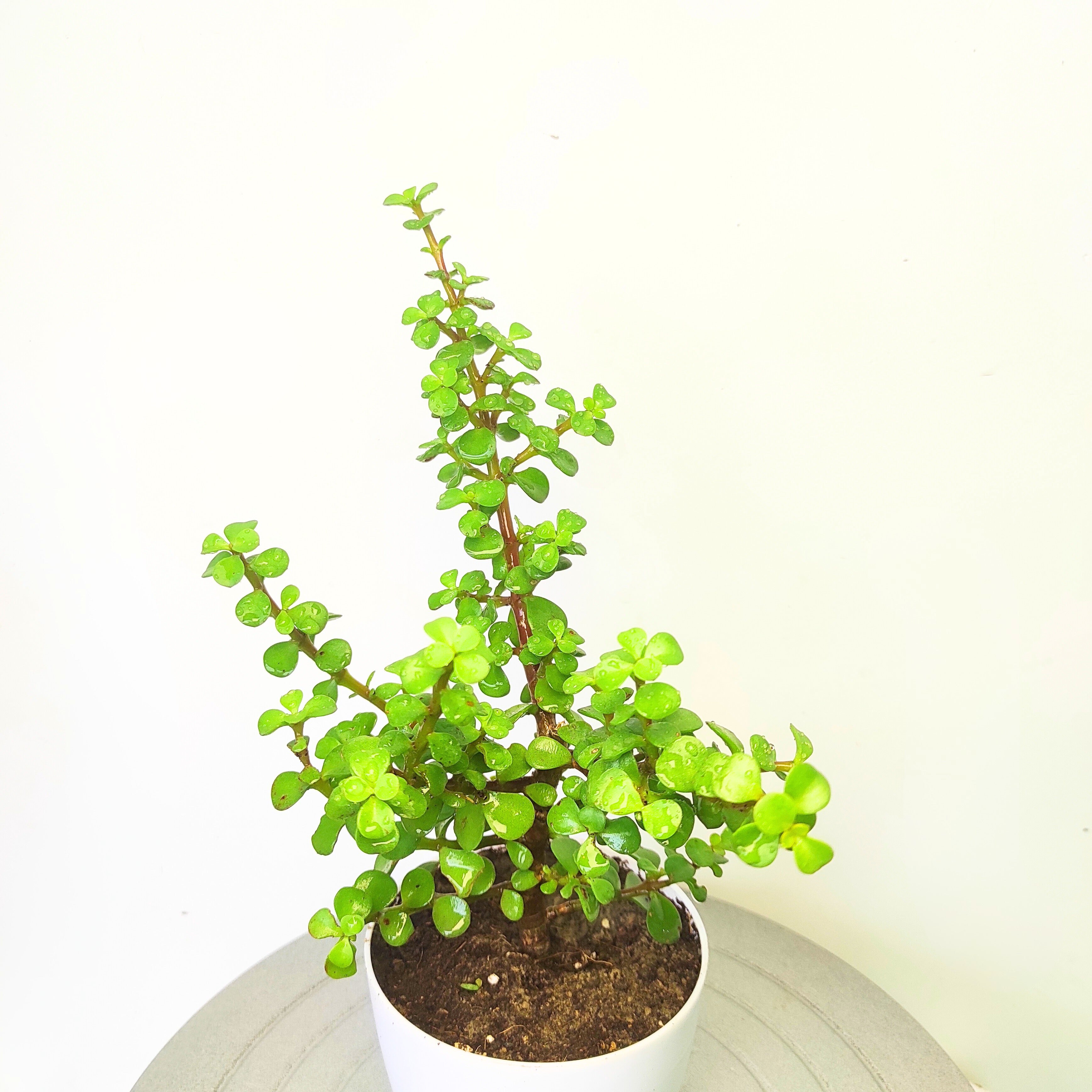 Jade plant