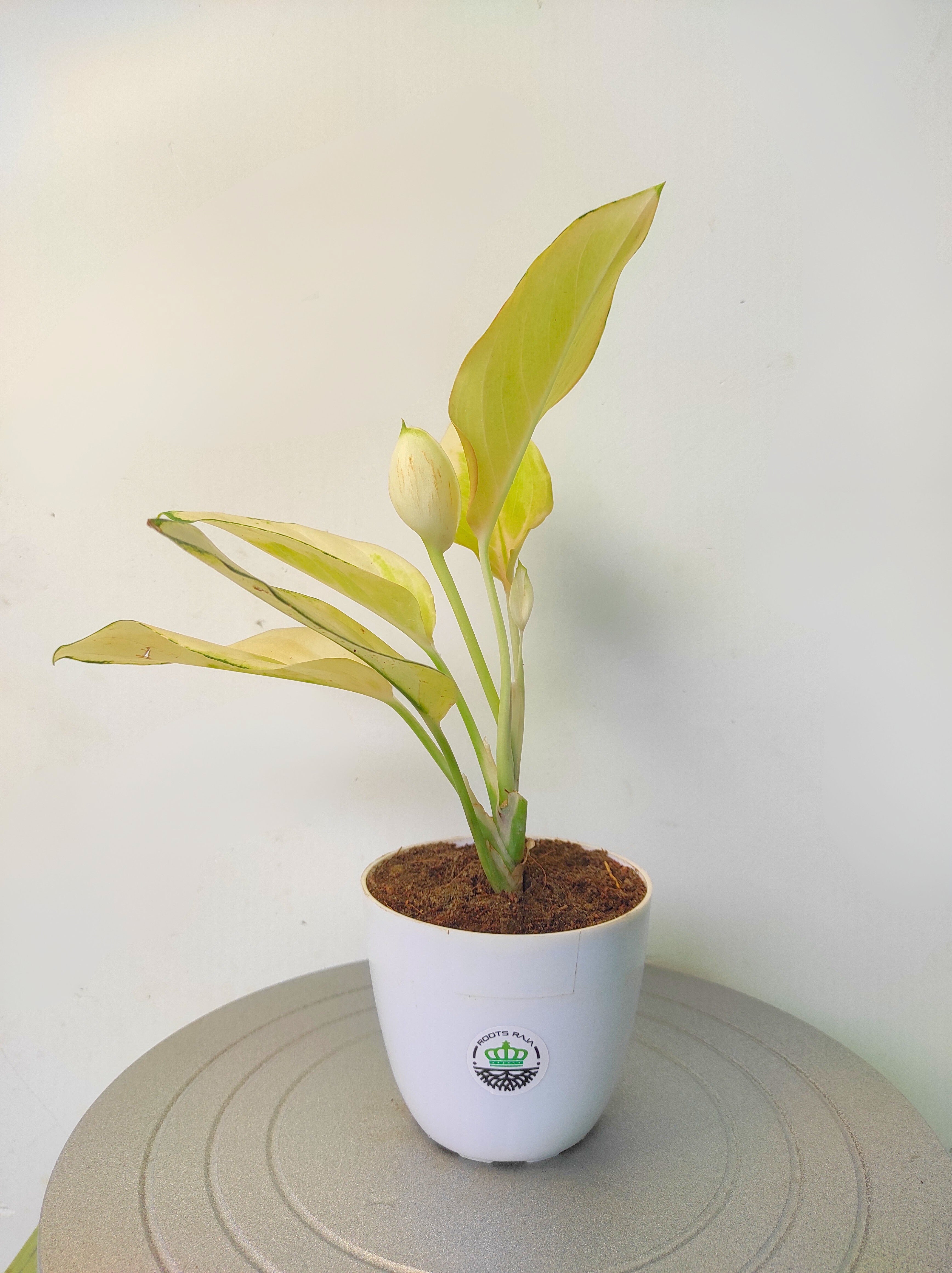 aglaonema angel Aglaonema Golden Angel - Indoor Plant for Low Light