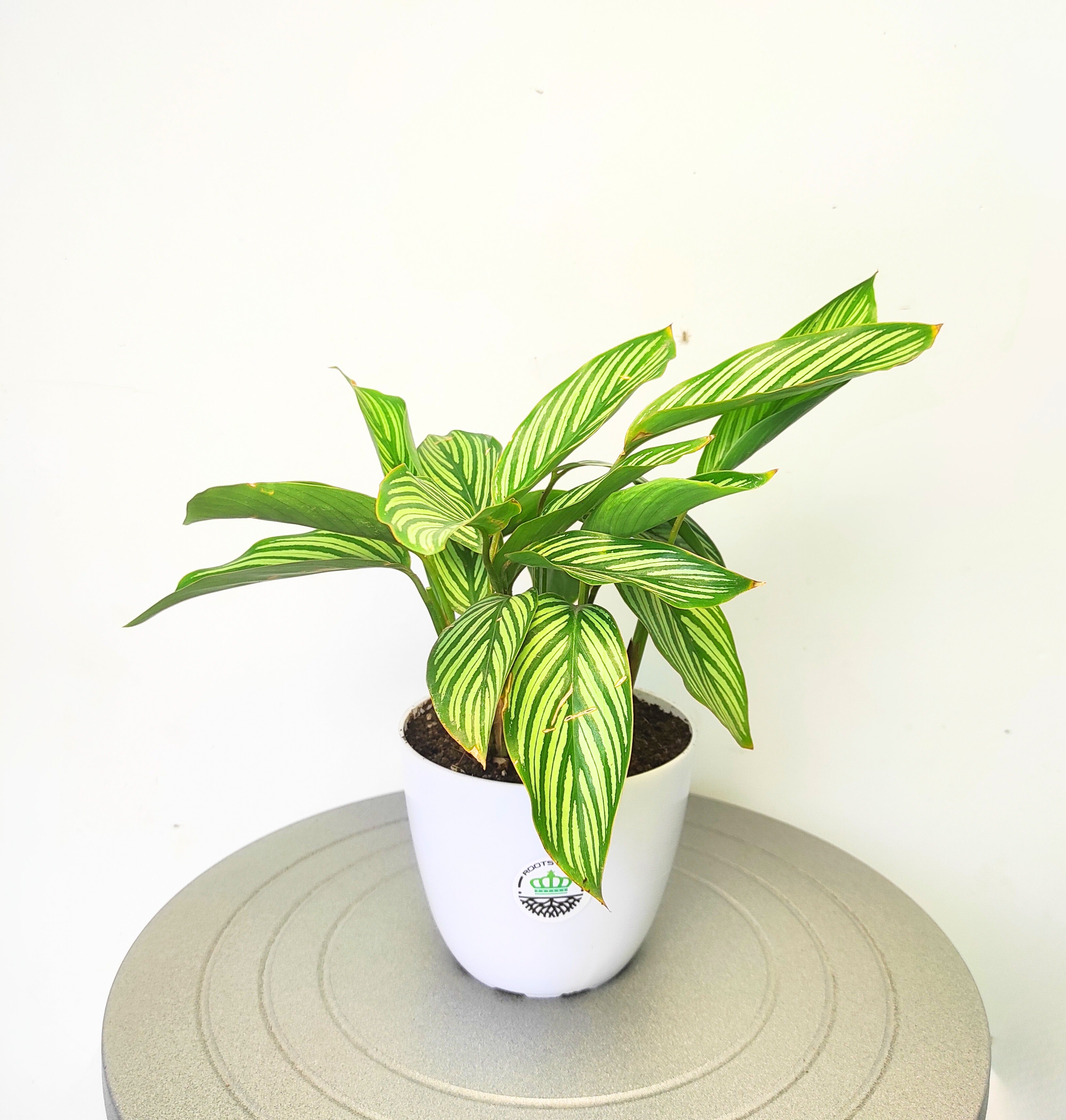 Calathea Vittata