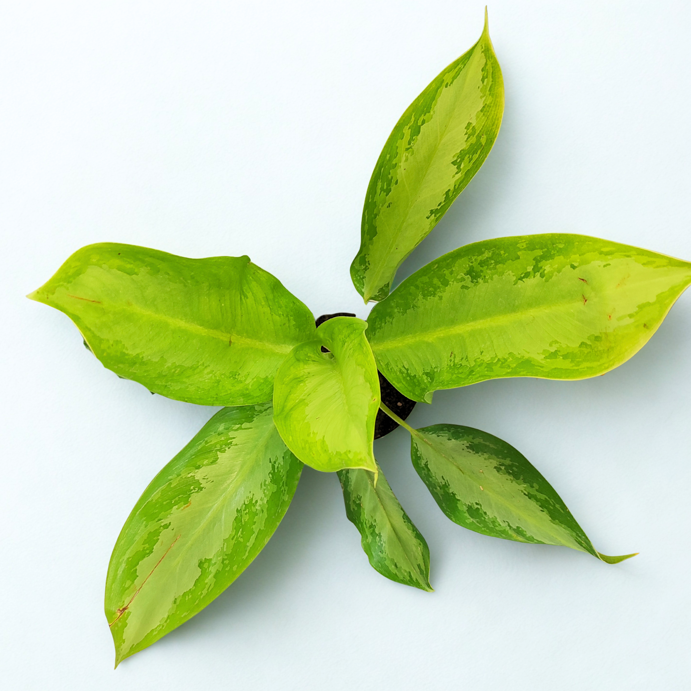 Aglaonema Silver Bay