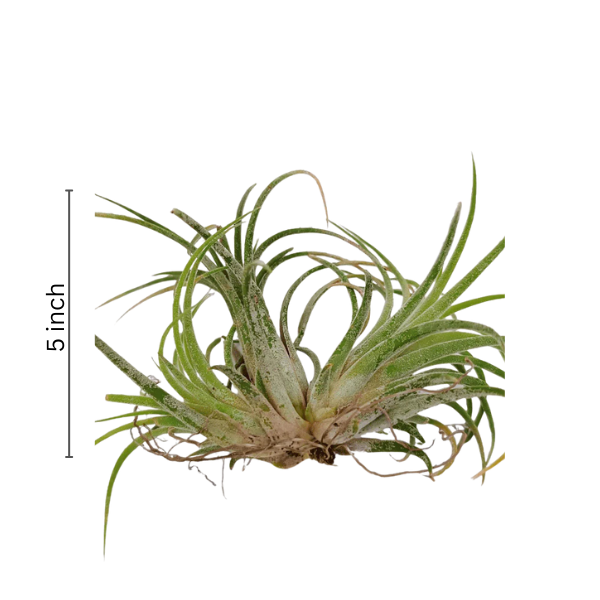 Air Plant