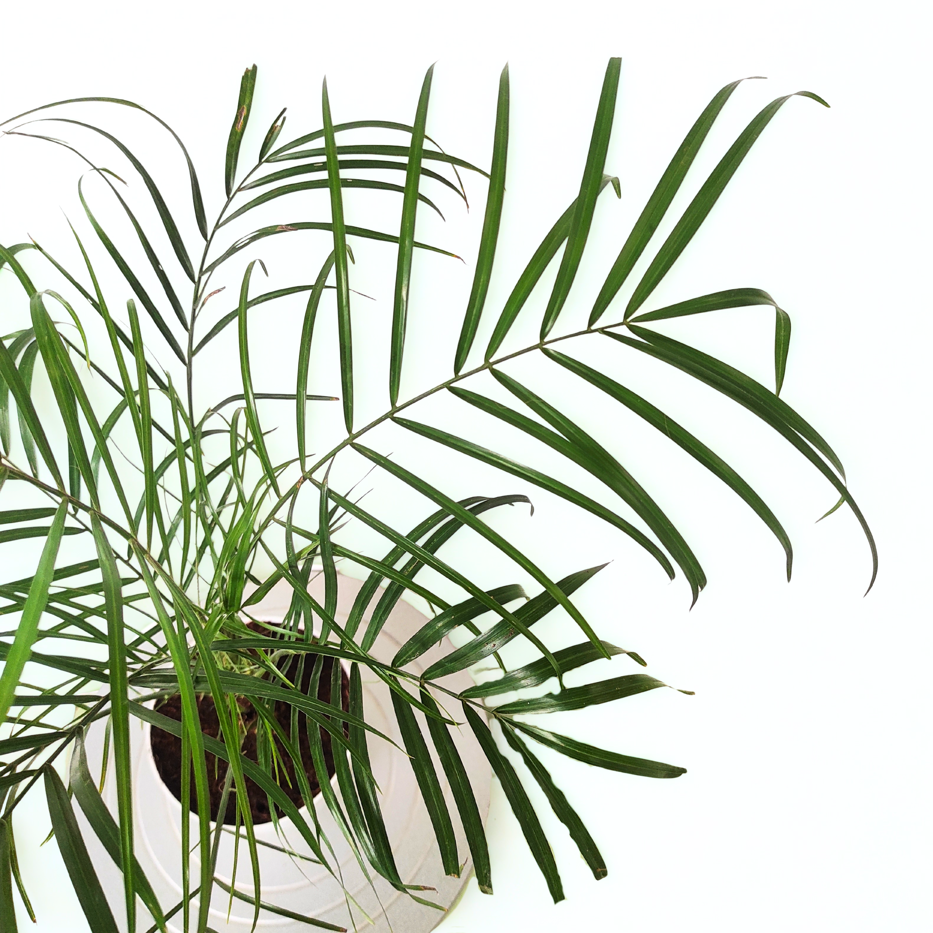 Phoenix Palm