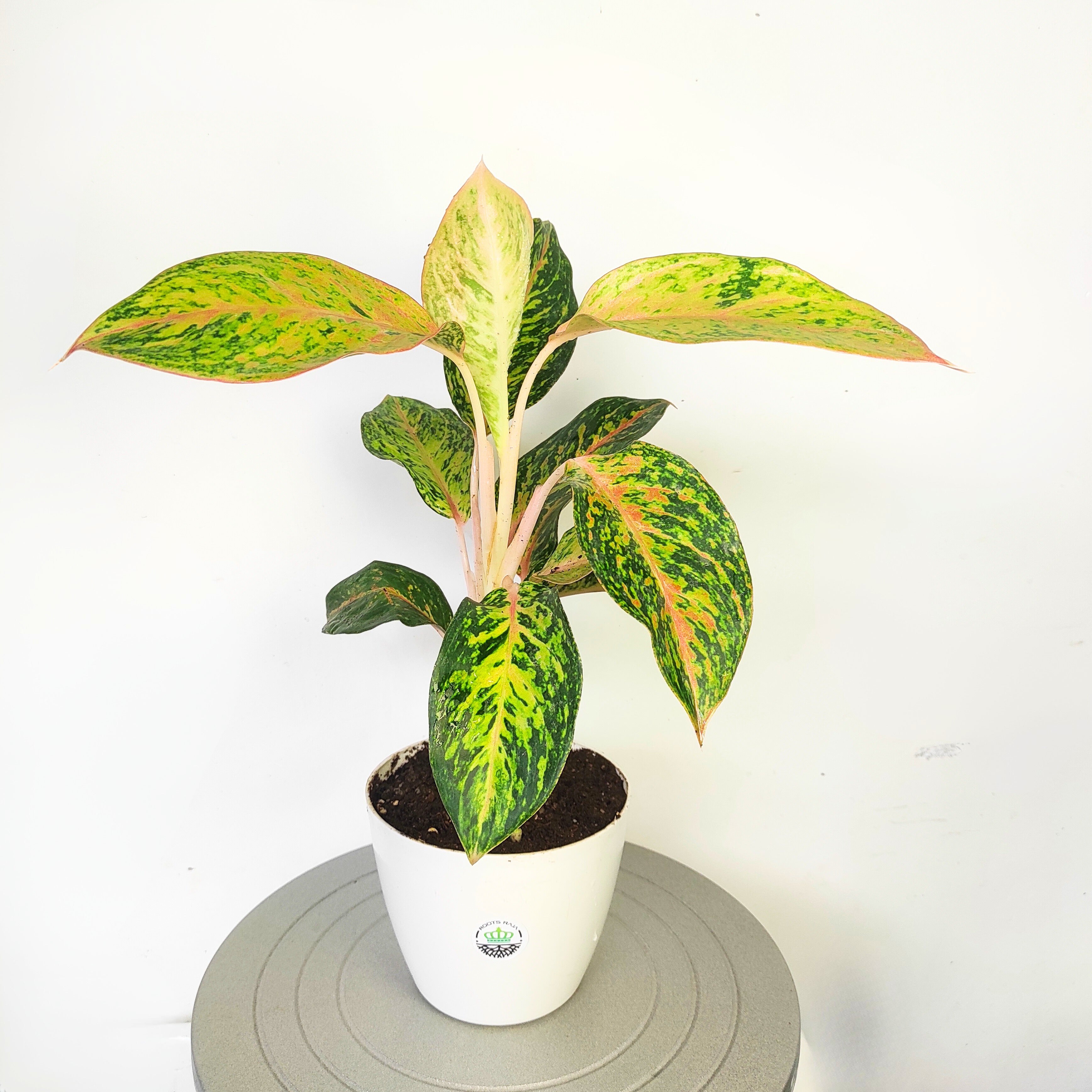 aglaonema firecracker Buy Aglaonema Firework Online – Best Indoor Plant for Home