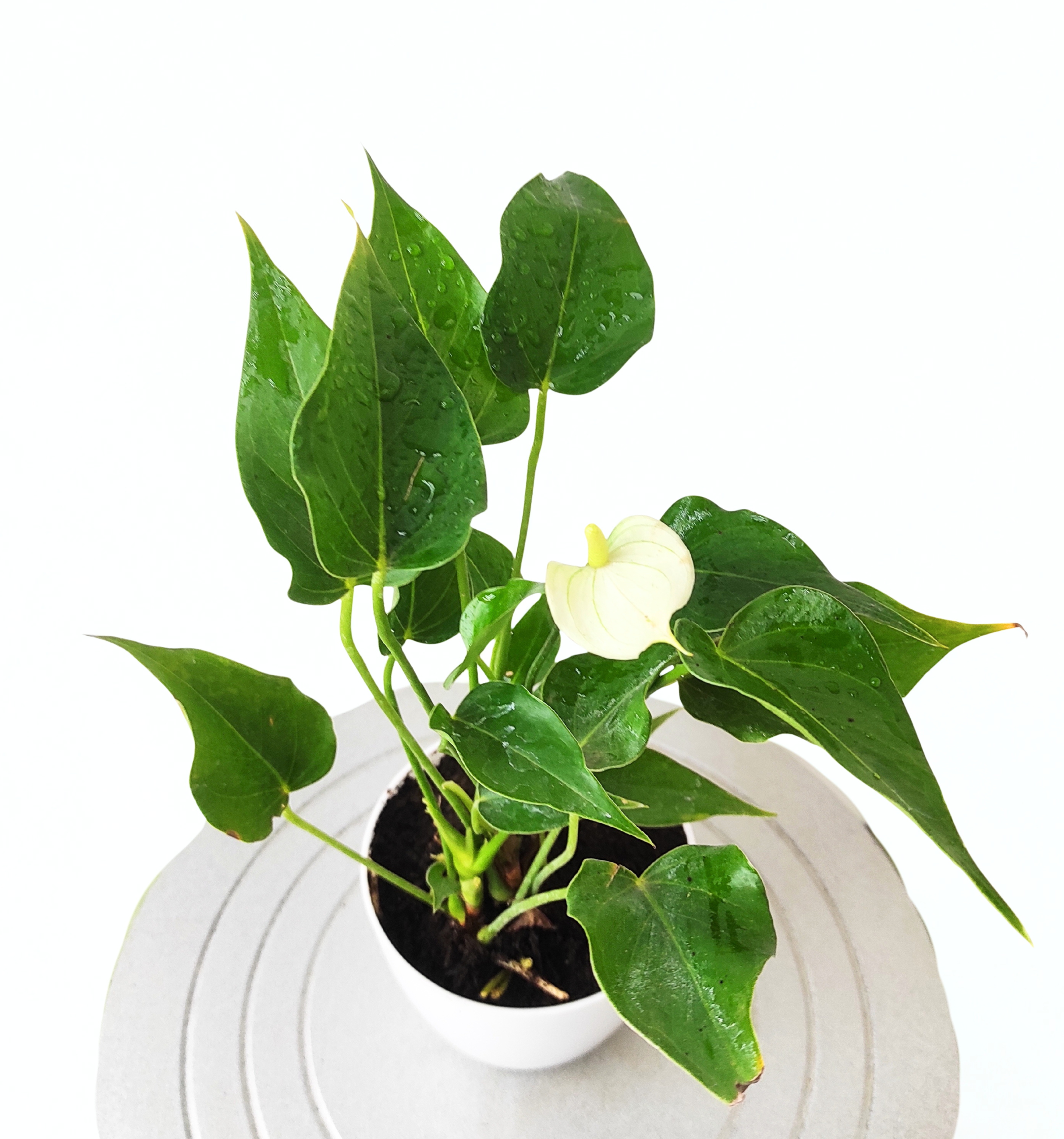 Anthurium Plant (White)