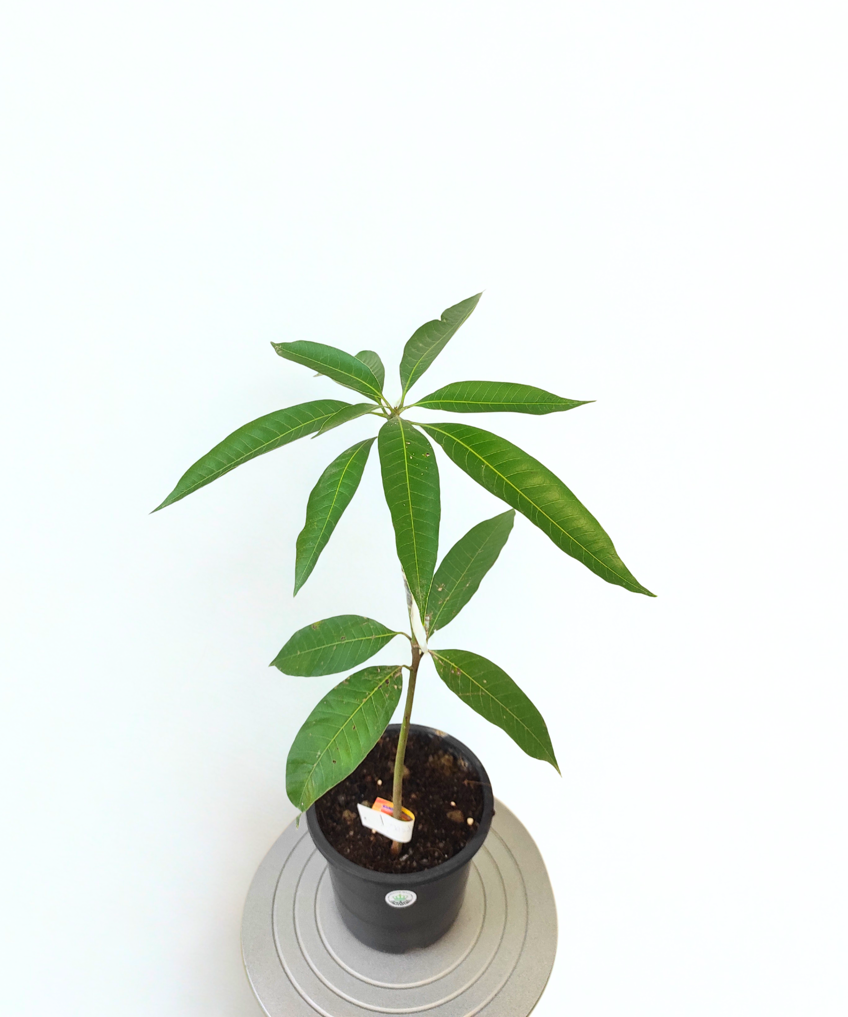 Grafted Ambika Mango