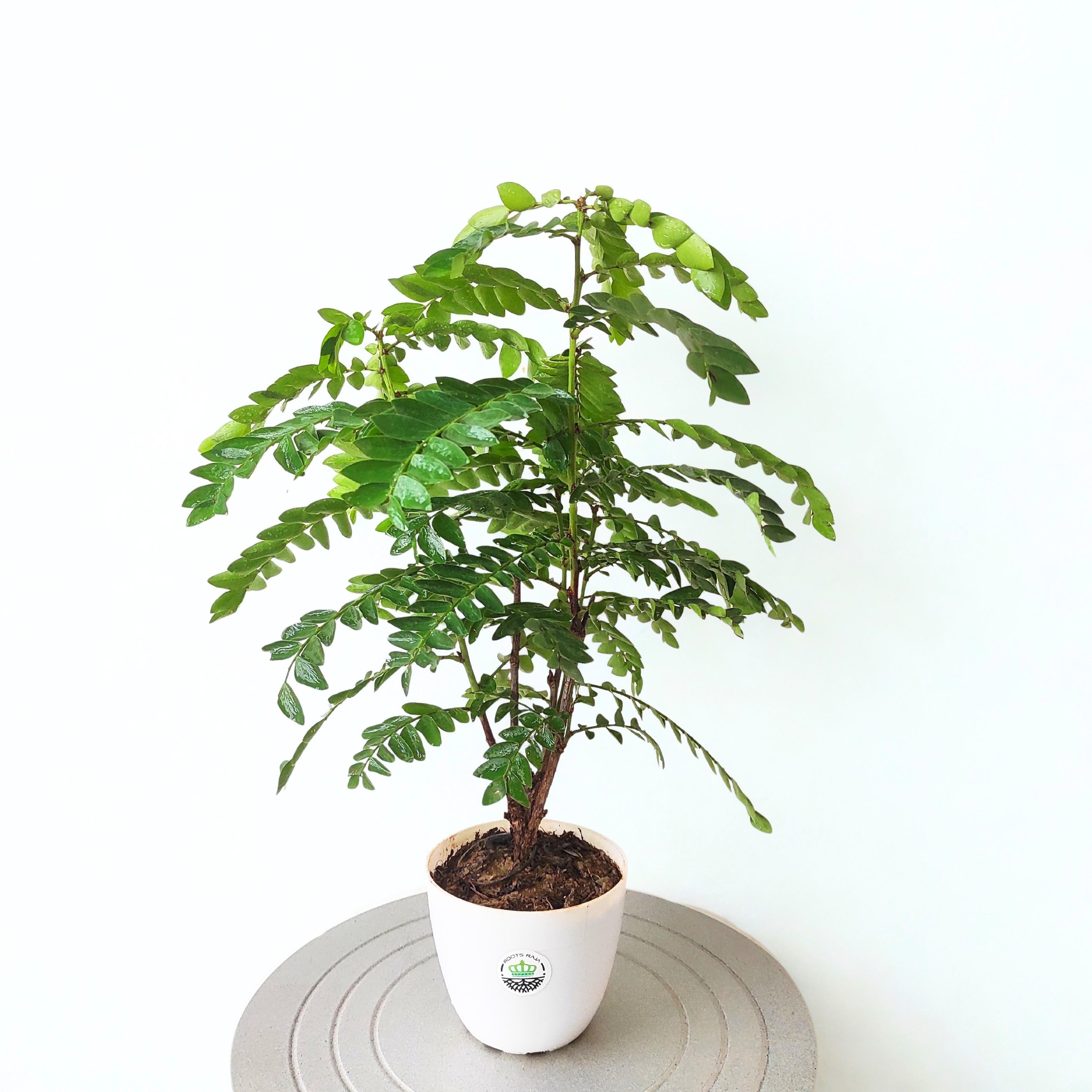 Amarus Plant