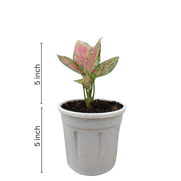 Aglaonema Red Ruby