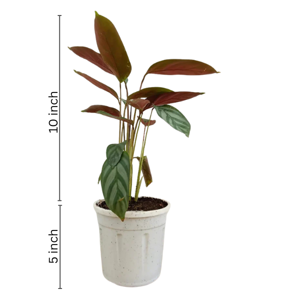Calathea Compact Star