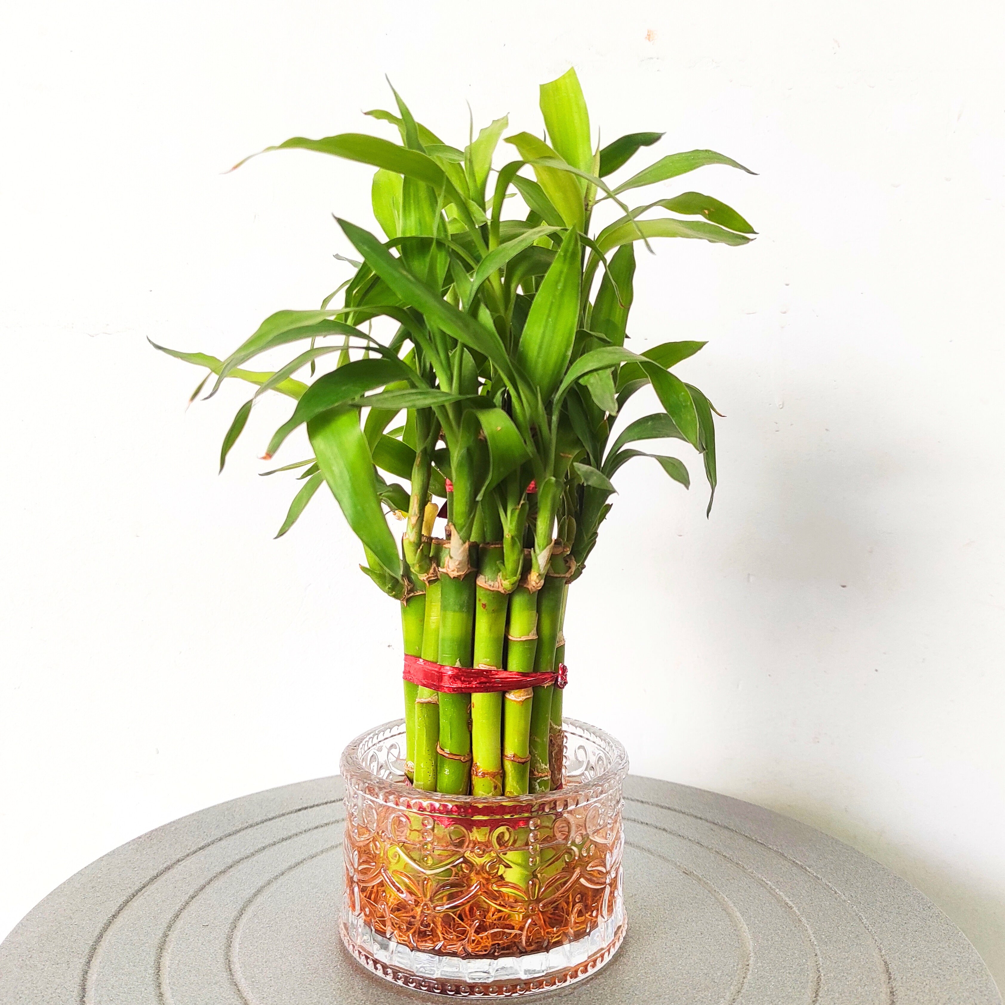 Lucky Bamboo