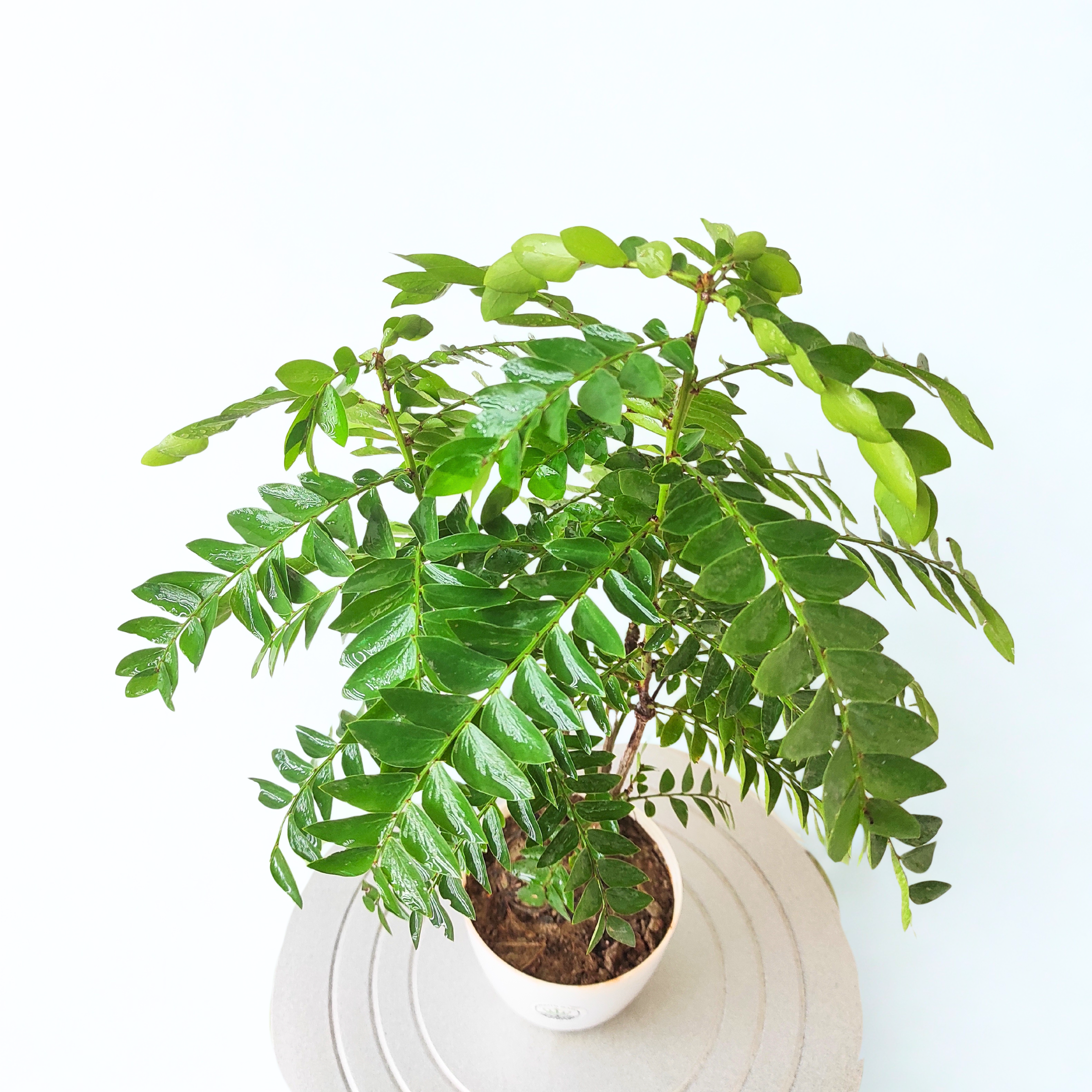 Amarus Plant