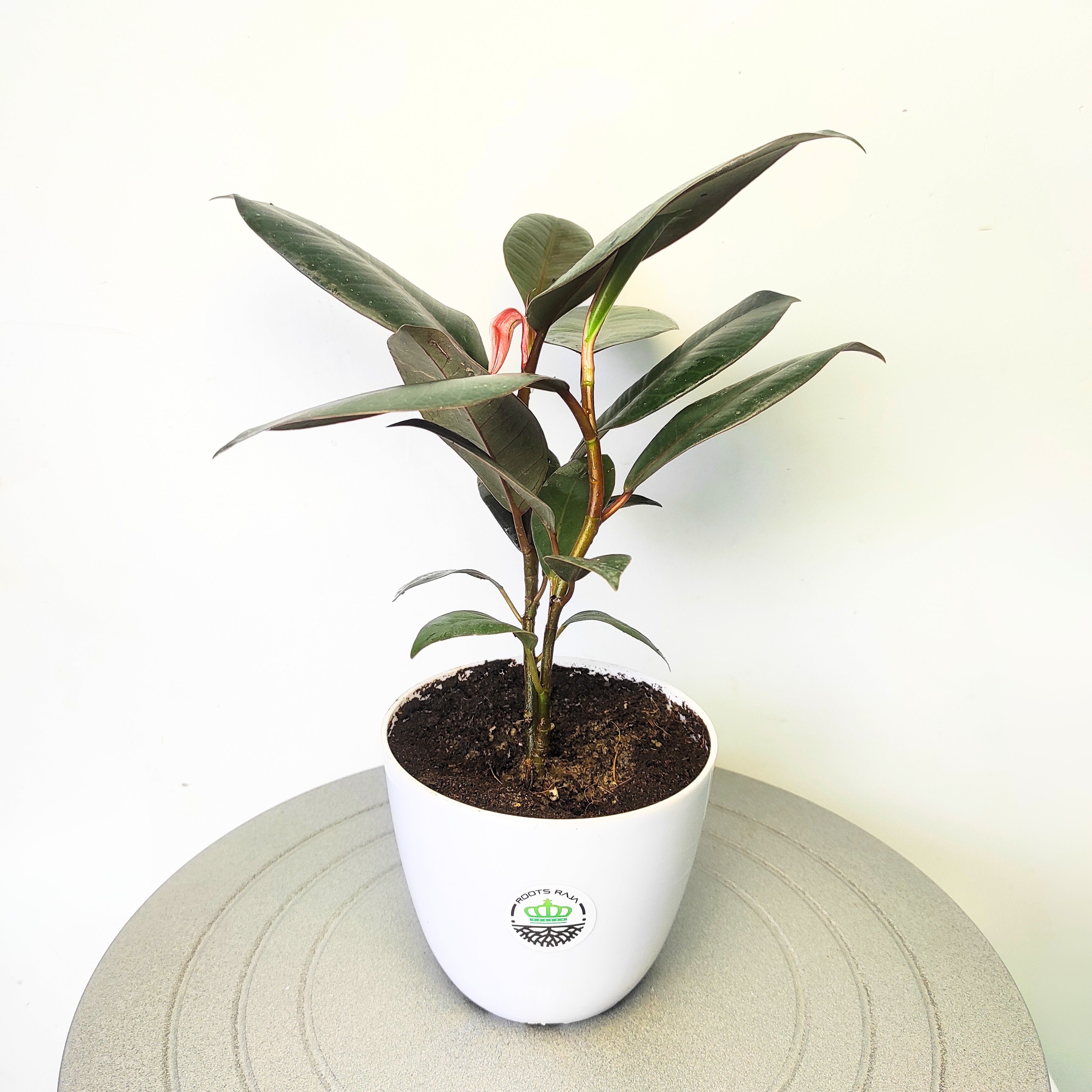 rubber plant indoor vastu Rubber Plant Vastu: Enhance Your Space with Positive Energy – rootsraja.in