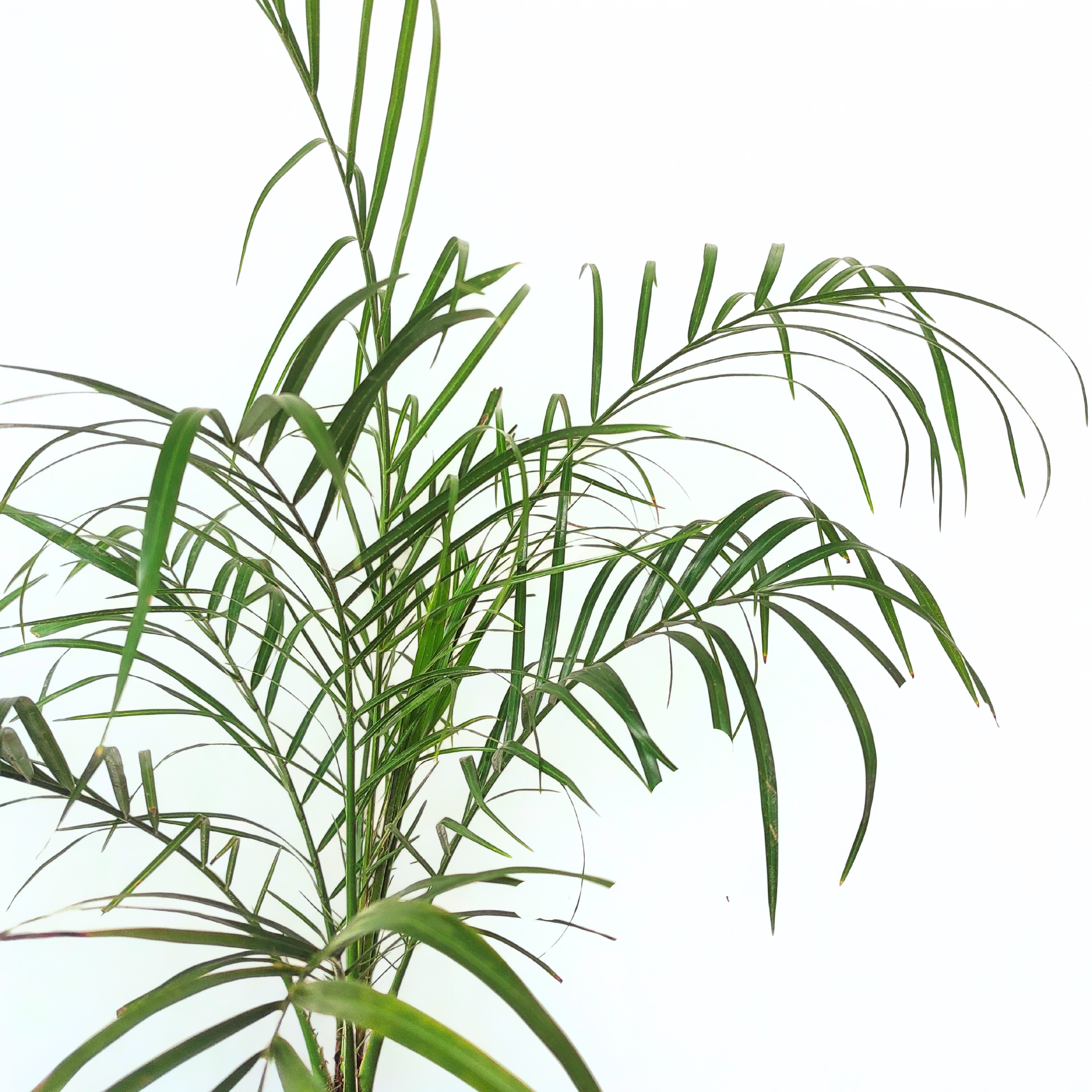 Phoenix Palm