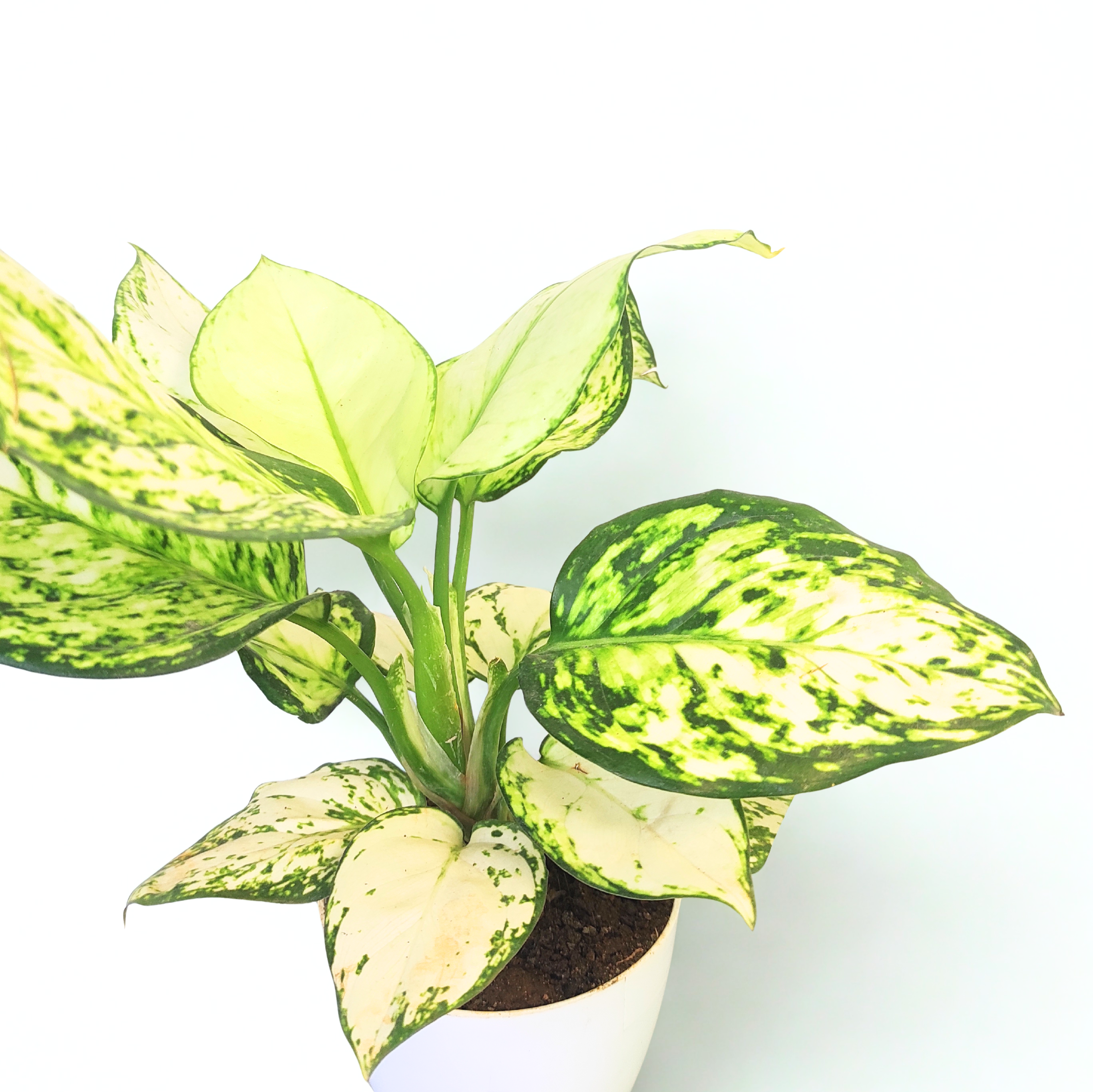 Aglaonema Super White