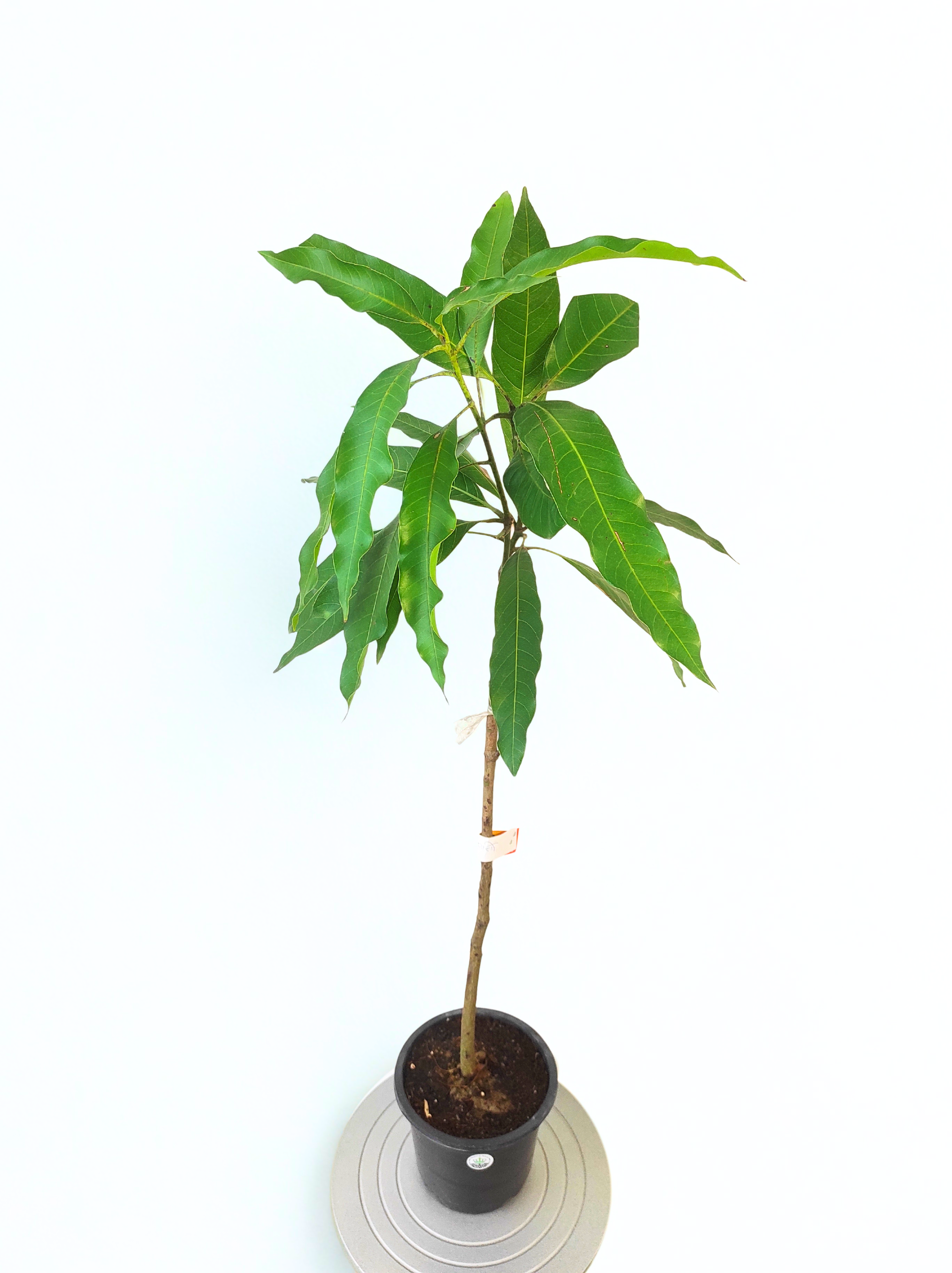 Grafted Amrapali Mango