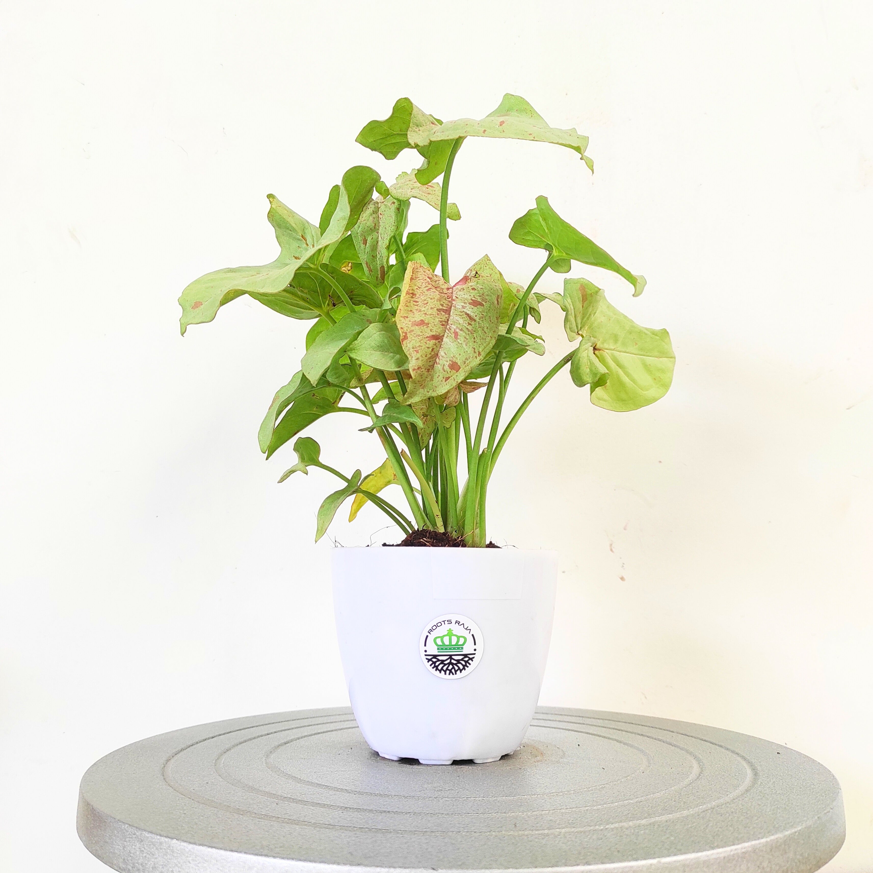 Syngonium 'Confetti'