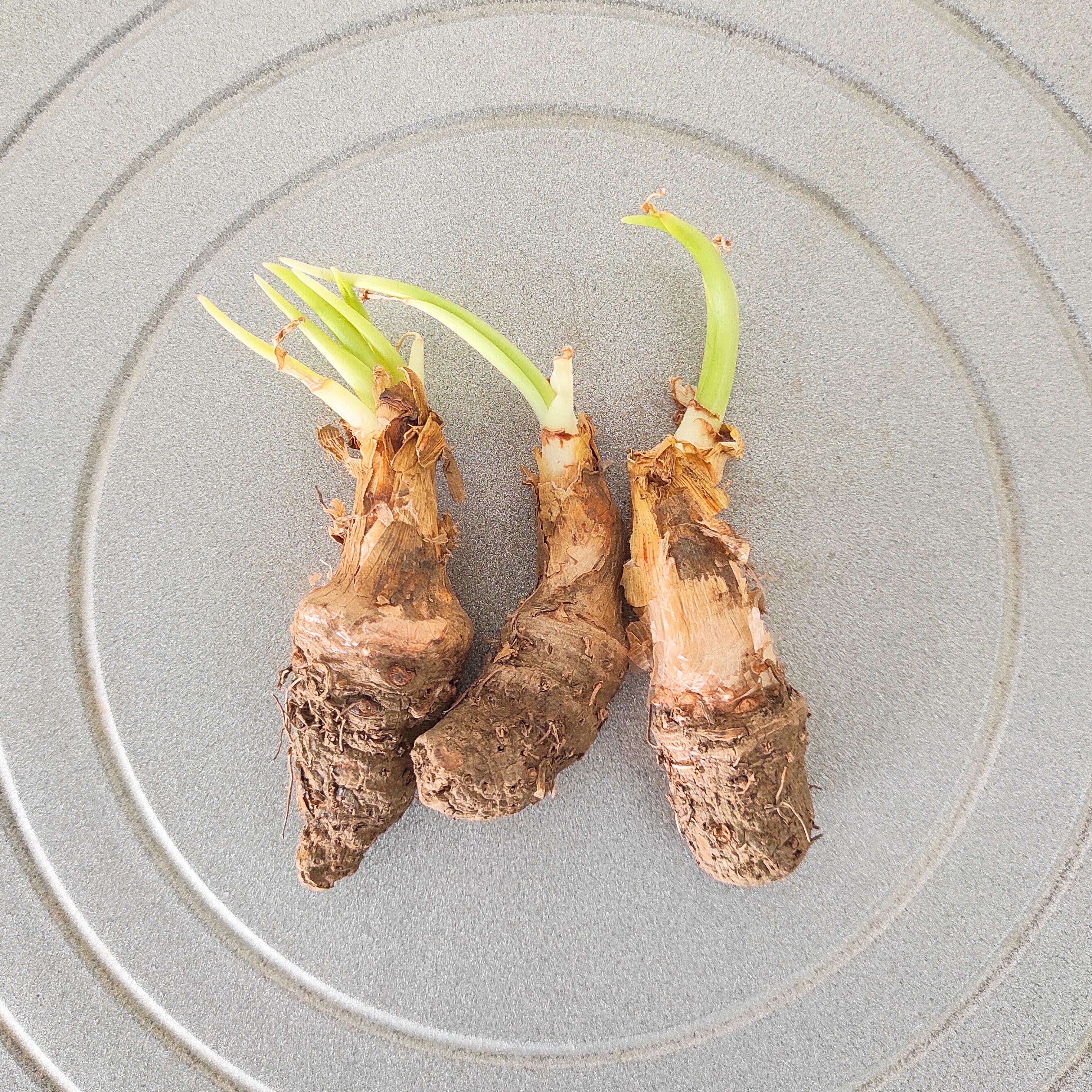 Rajnigandha Bulb