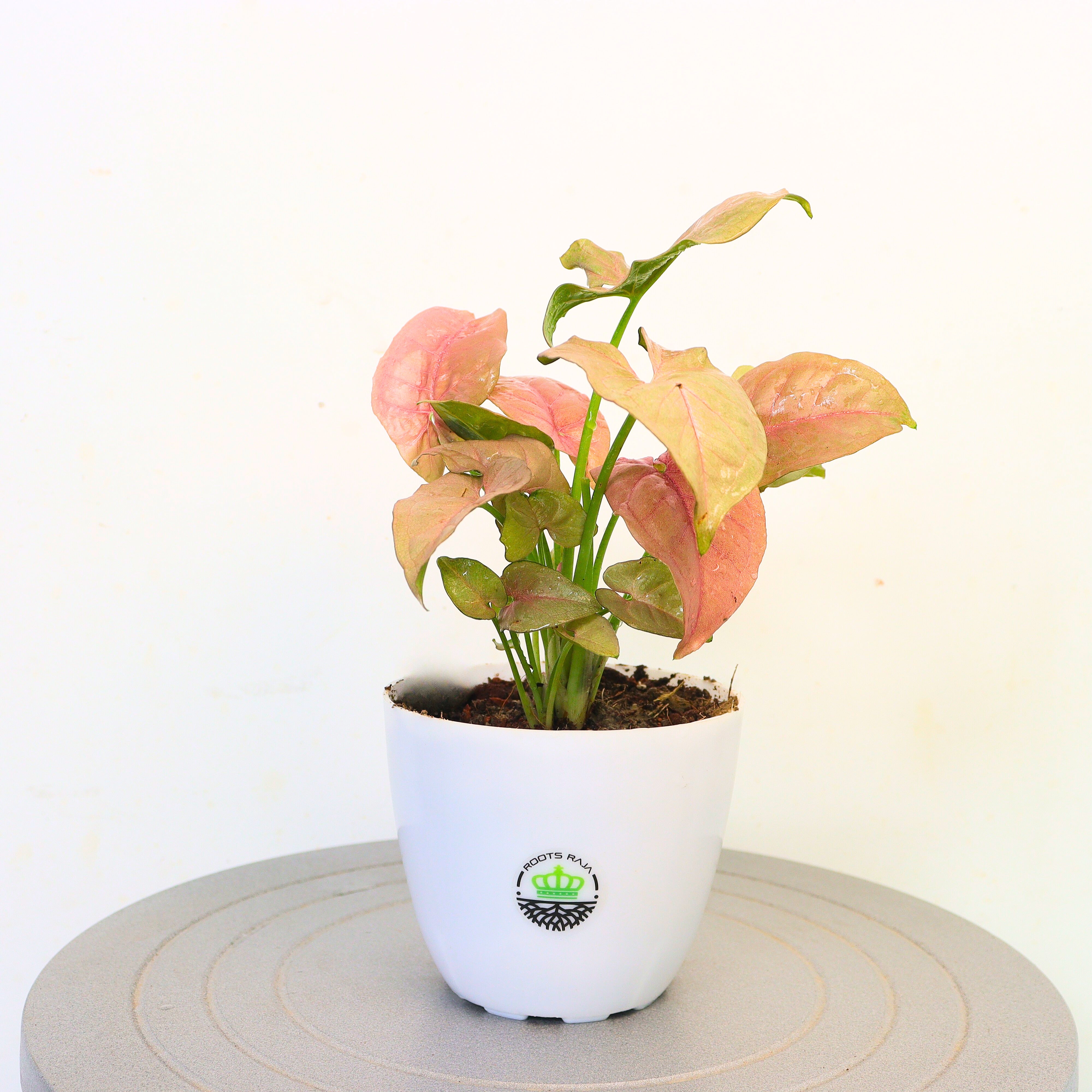 Pink Syngonium