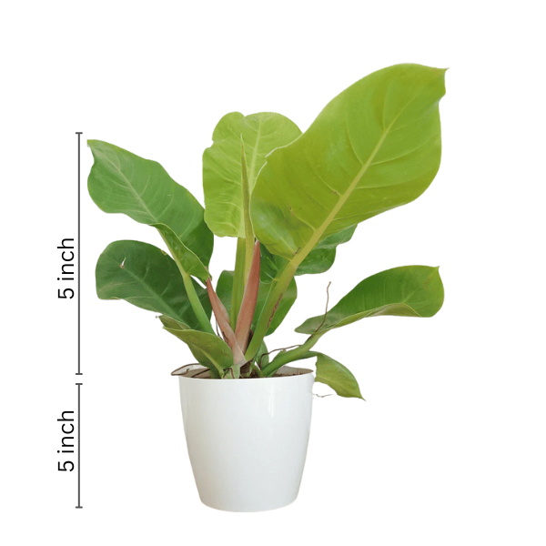 moonshine plant philodendron Buy Philodendron Moonshine Plant Online – Vibrant Indoor Greenery – rootsraja.in