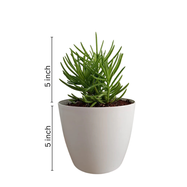 Senecio Barbertonicus