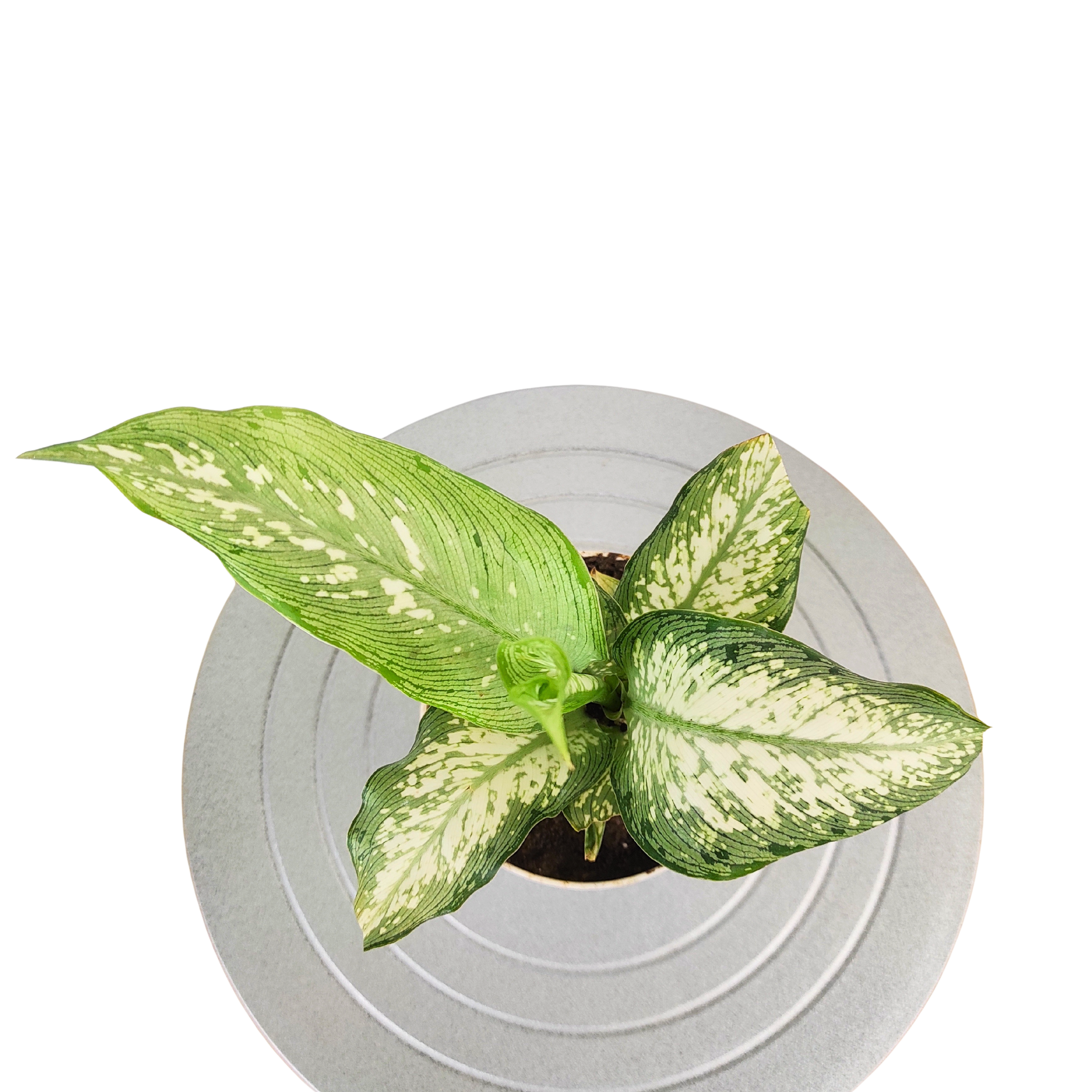 aglaonema angel wings Aglaonema Angel Plant – Elegant Indoor Beauty