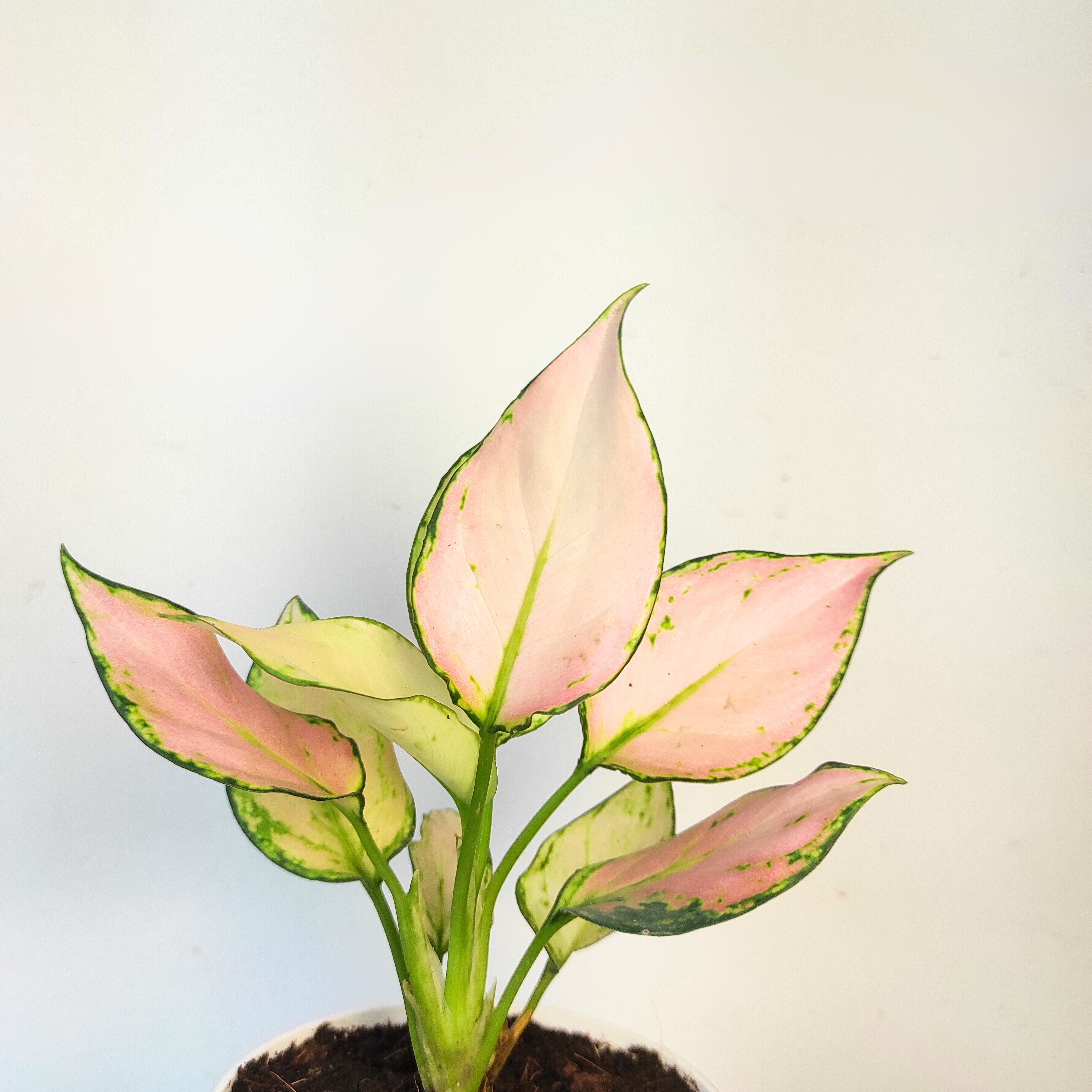 Aglaonema White Pink