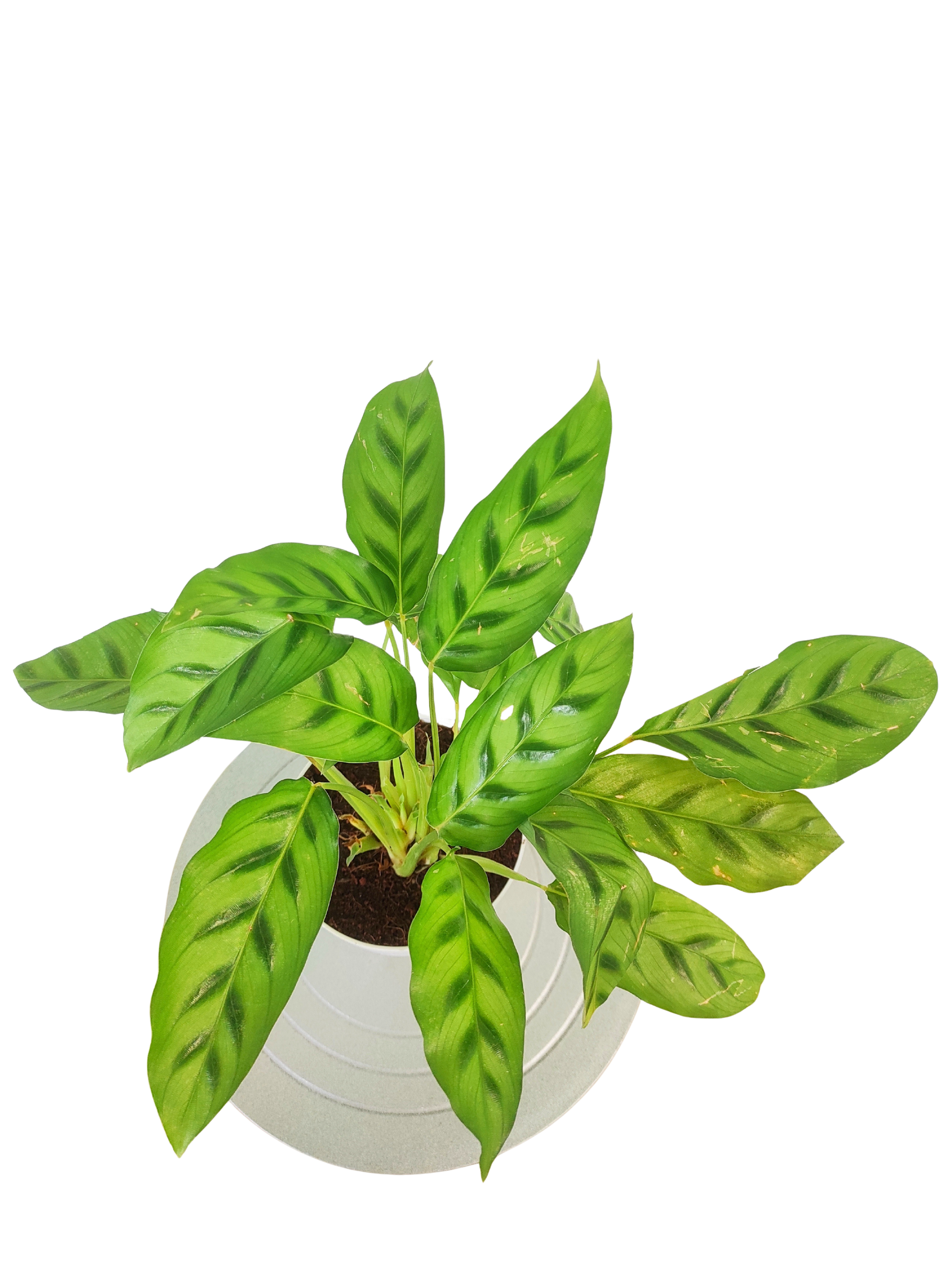 Calathea leopardina