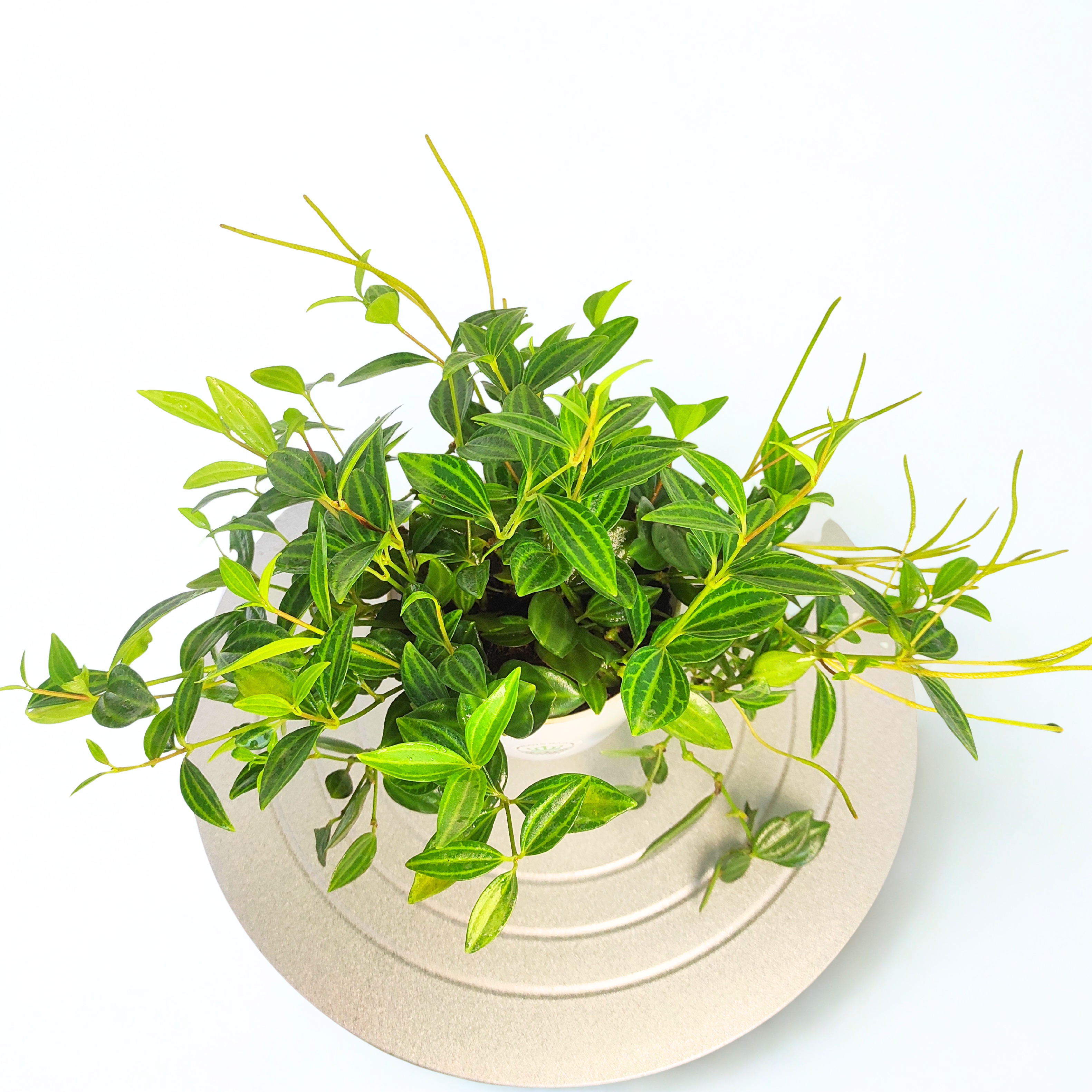 Peperomia angulata