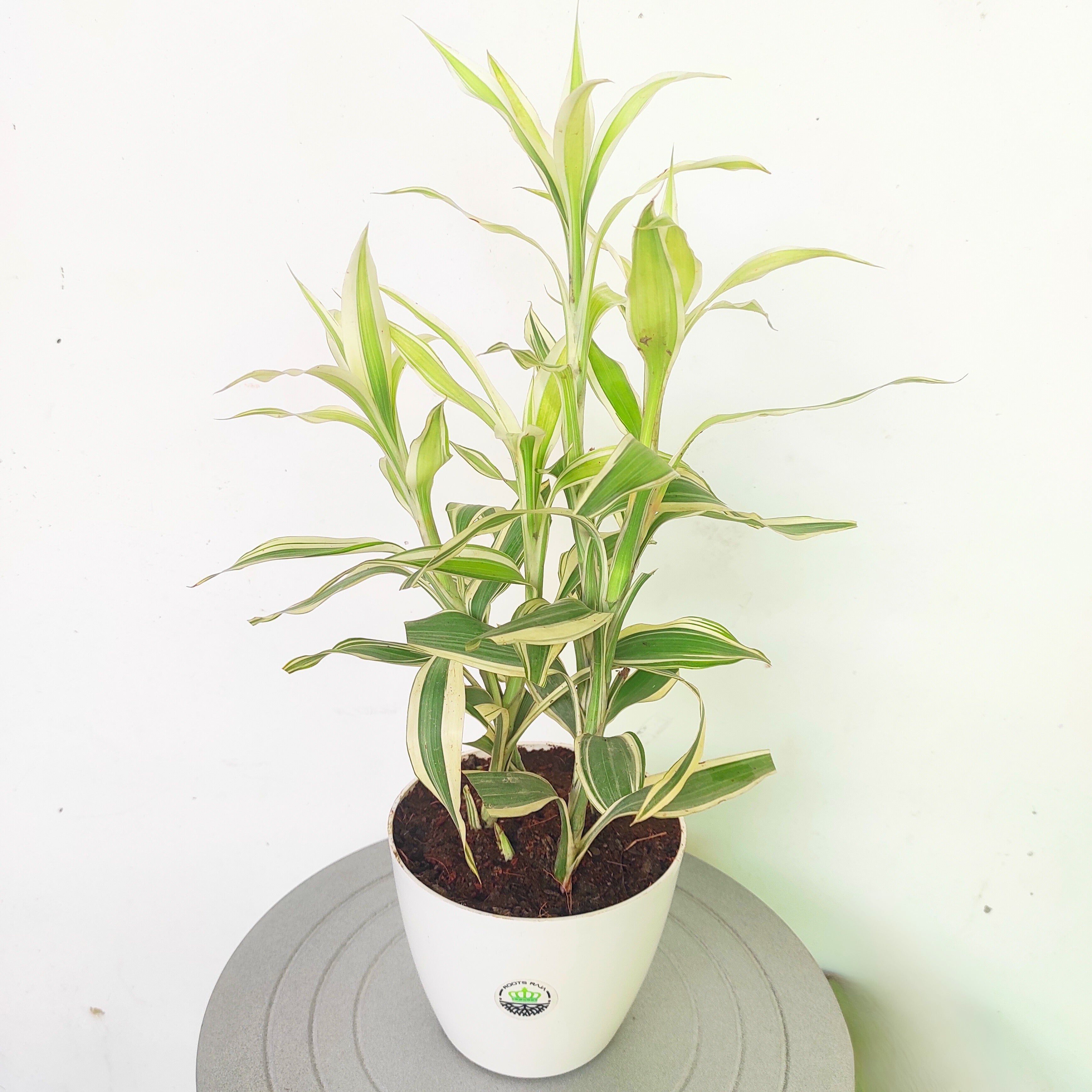 lucky bamboo white leaves Buy Lucky Bamboo White Variegated – Stylish Indoor Plant Online – rootsraja.in