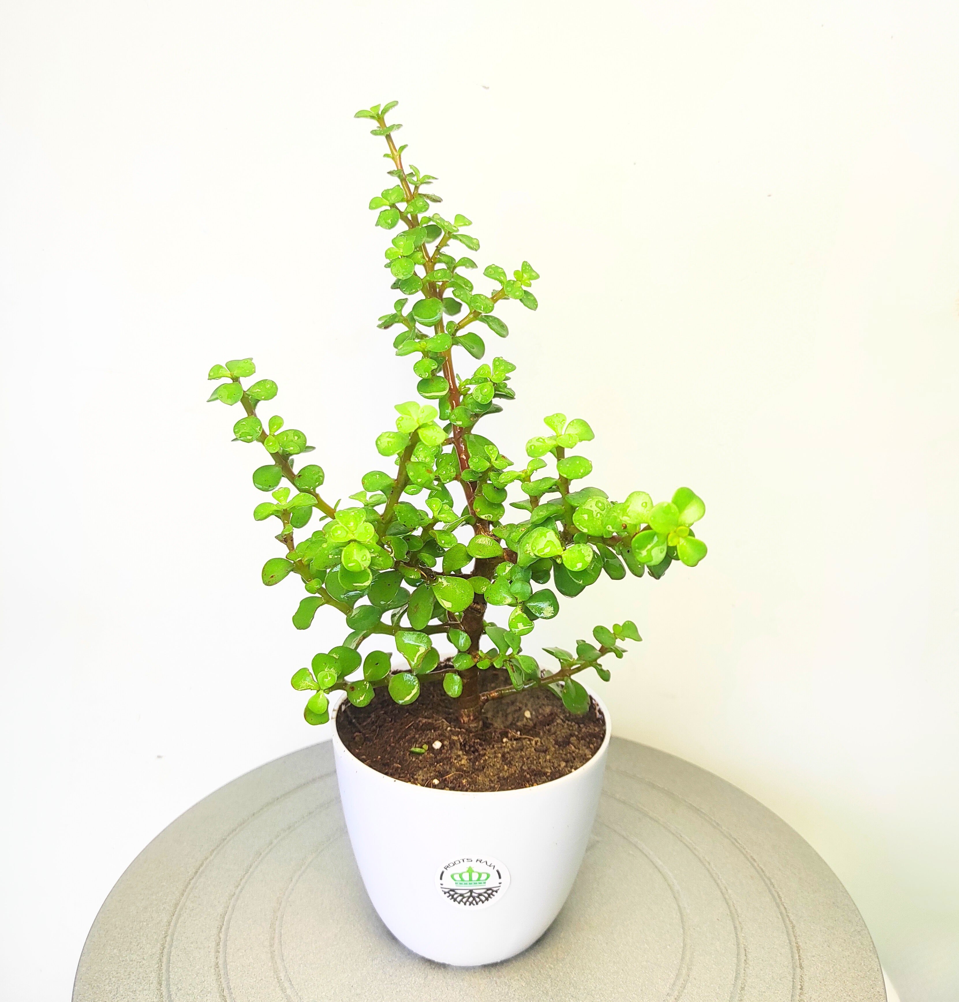 jade plant india Jade plant – rootsraja.in