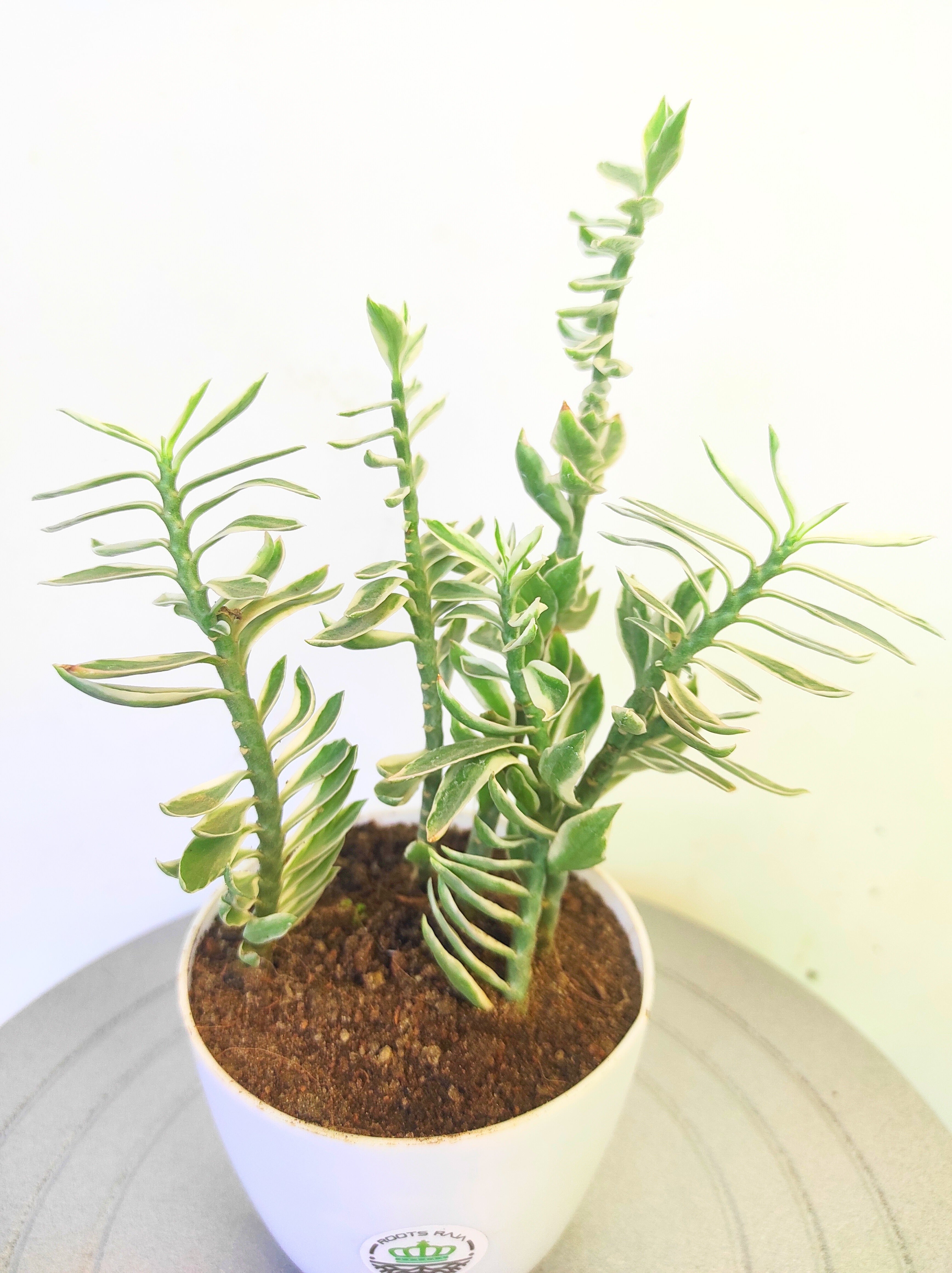 Pedilanthus